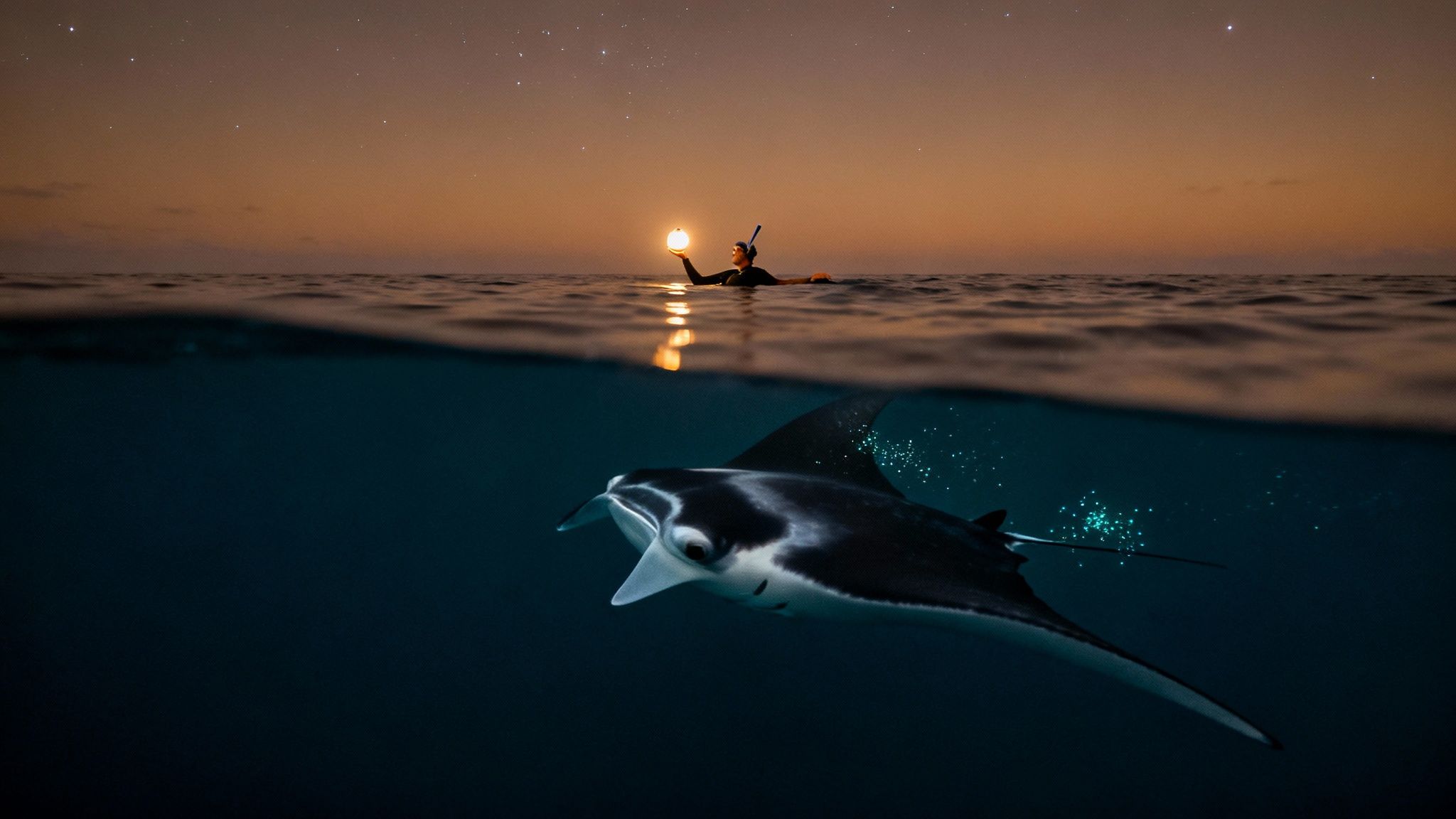 A split view: person snorkeling with a glowing orb at night, and a manta ray with bioluminescence below.