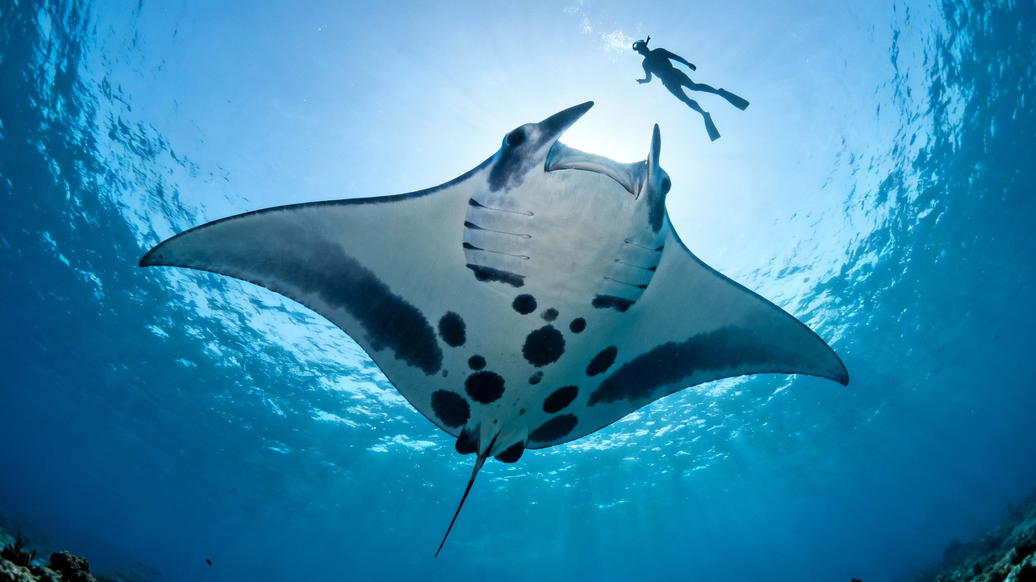 A majestic manta ray swims underwater, its speckled underside visible, with a diver silhouetted above.