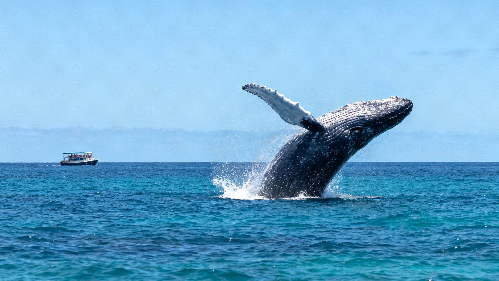 A majestic humpback whale breaches high out of the turquoise ocean next to a small boat.