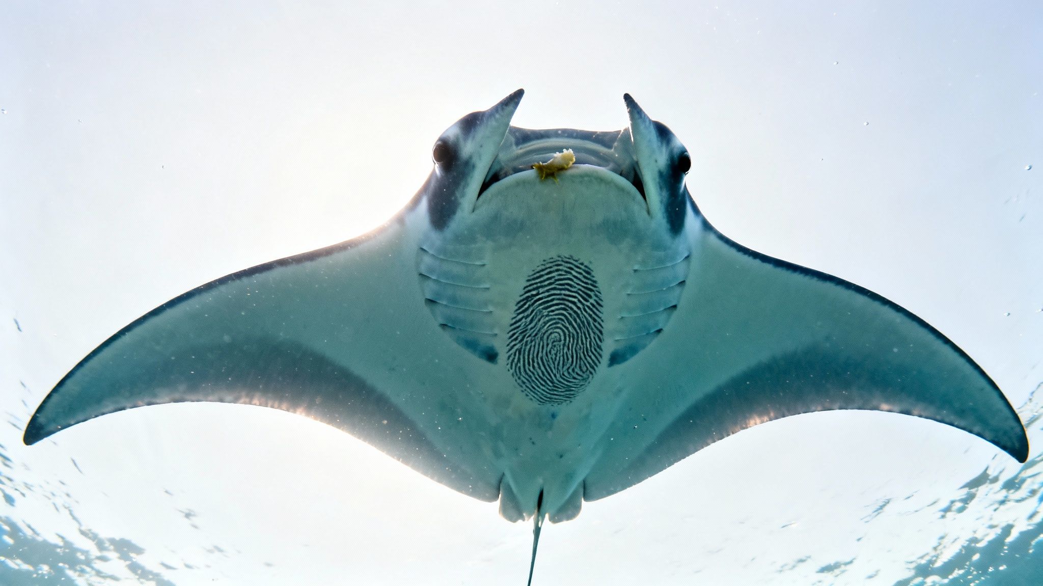 A majestic manta ray swims upwards, revealing its underside with a unique fingerprint-like pattern and a small remora fish.
