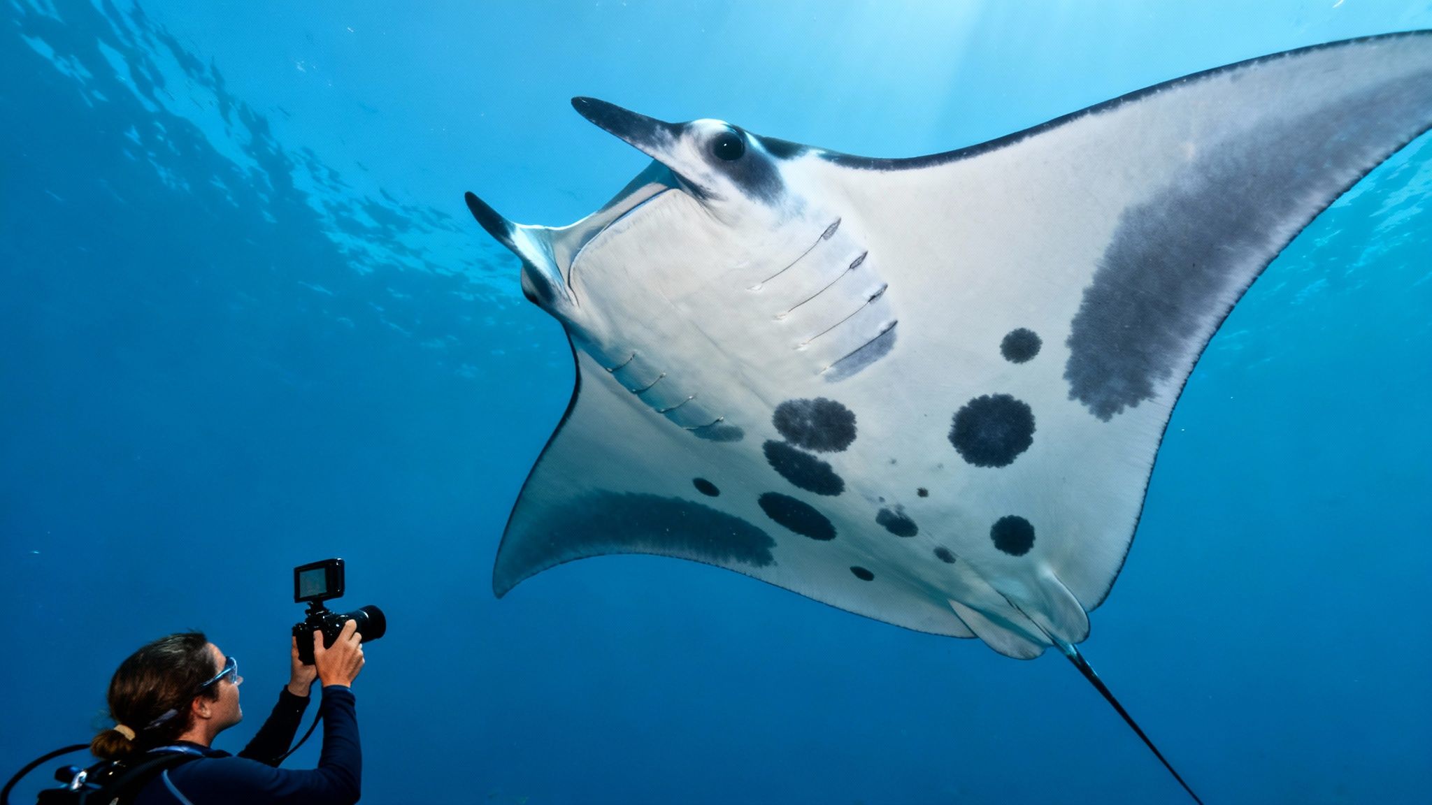 A diver photographs a large manta ray with an underwater camera in clear blue ocean water.
