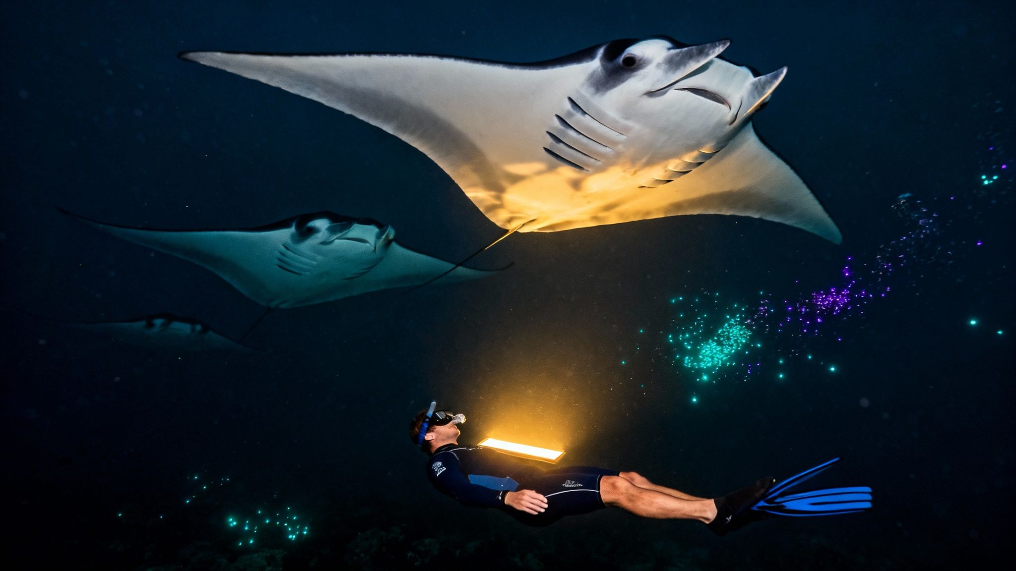 Manta Ray Snorkel Kona: Top Tours & Tips for manta ray snorkel kona