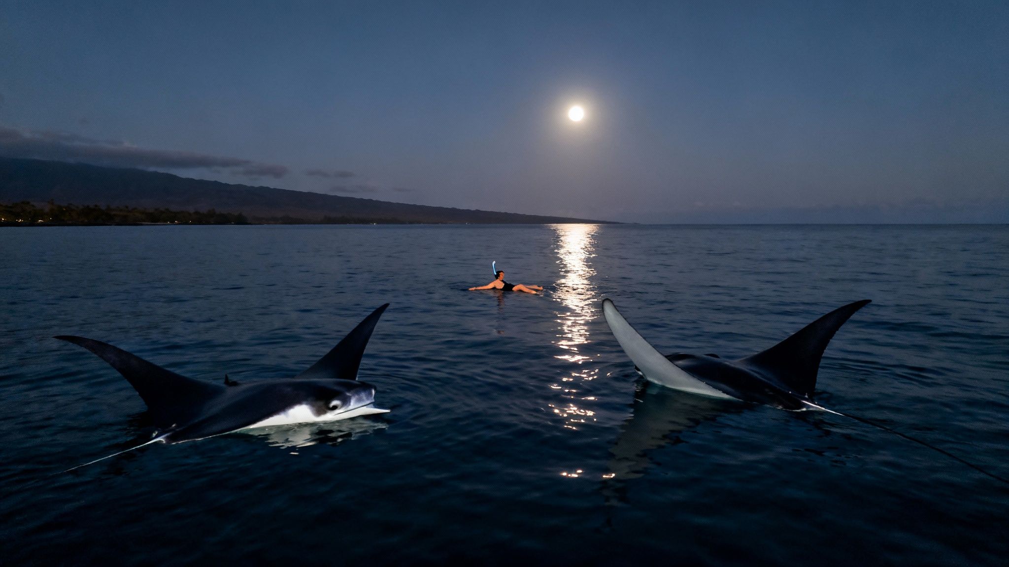 Two manta rays surface near a person snorkeling at night under a bright full moon.