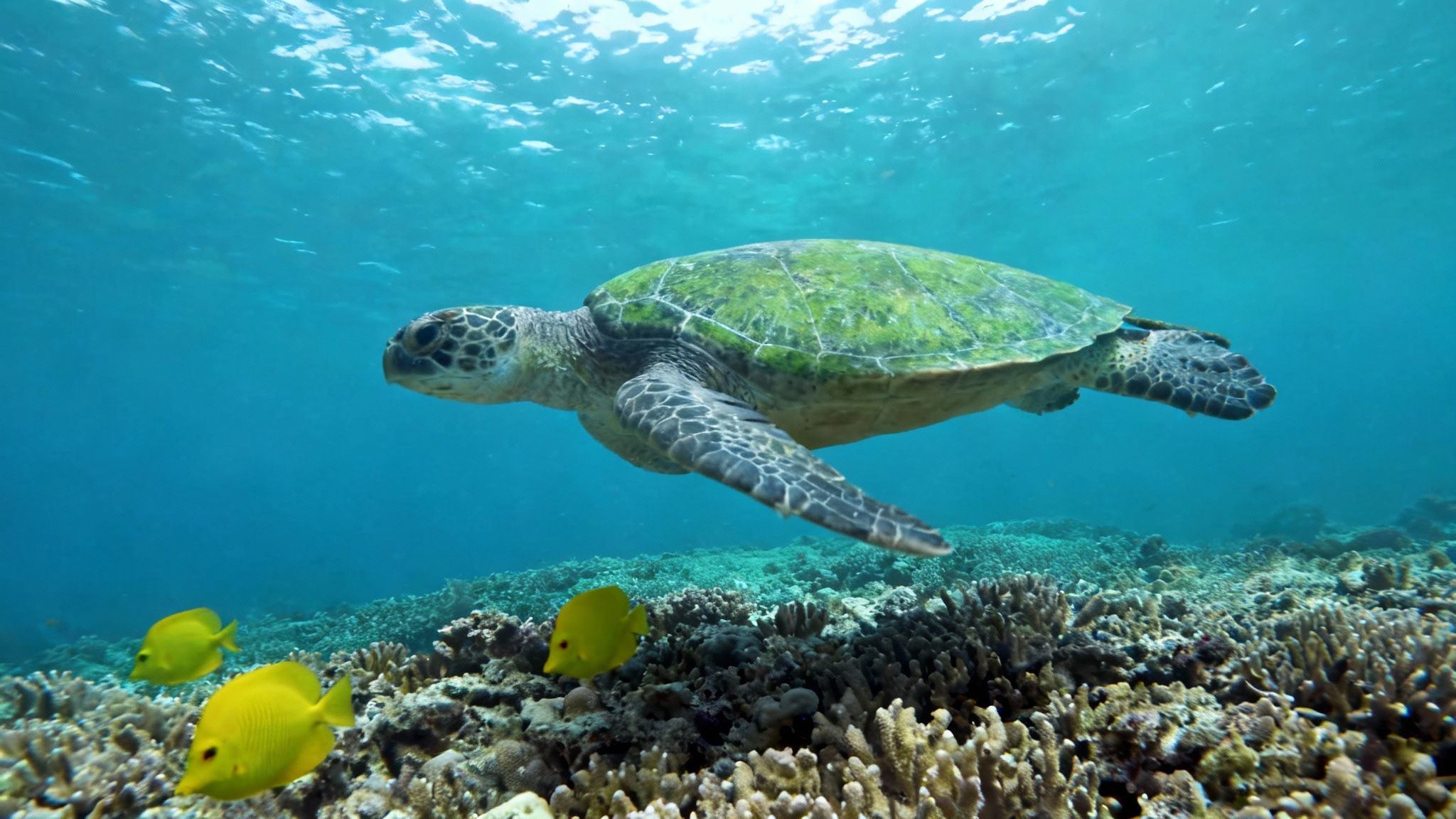 Green sea turtle swimming above coral reef with yellow tropical fish in crystal clear ocean water