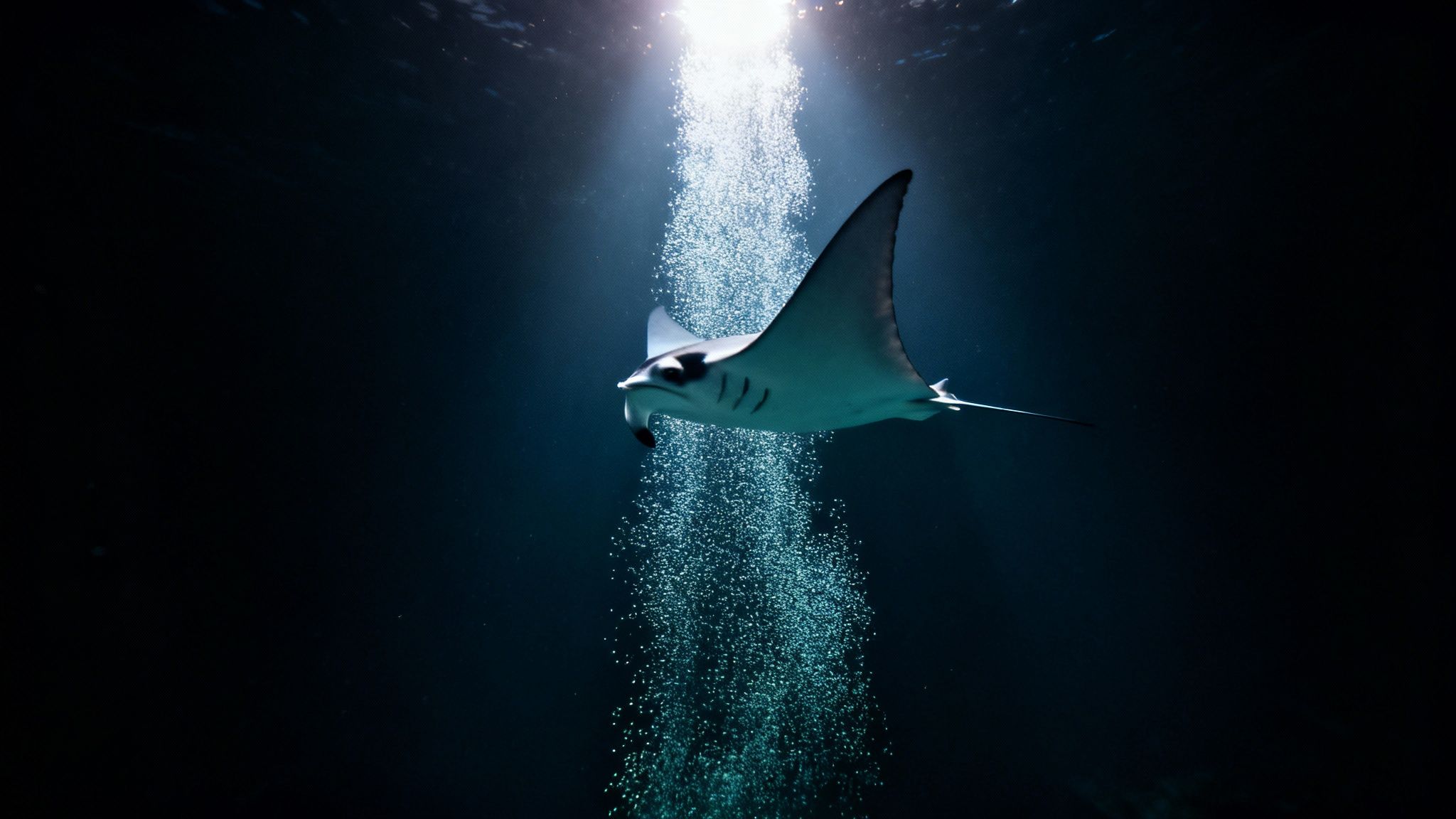 A majestic manta ray gracefully swims through dark ocean water with bubbles and light rays.