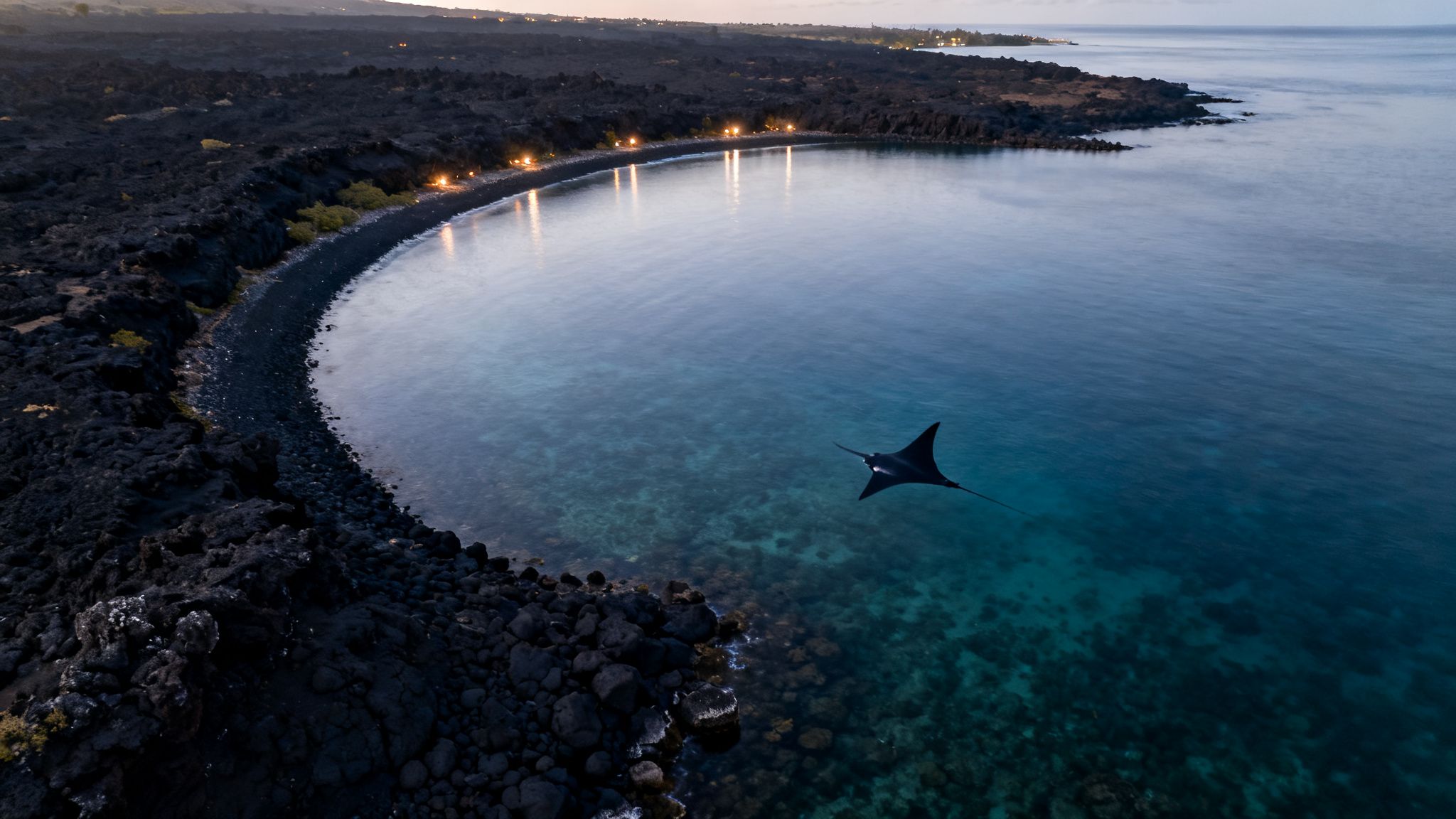 Manta ray glides in a tranquil bay next to an illuminated black lava rock shoreline.
