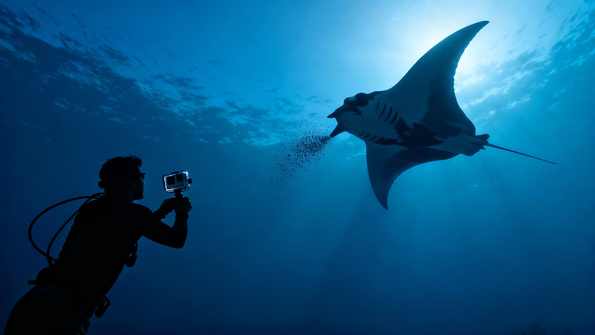A silhouette of a diver photographs a majestic manta ray feeding underwater, against bright light.