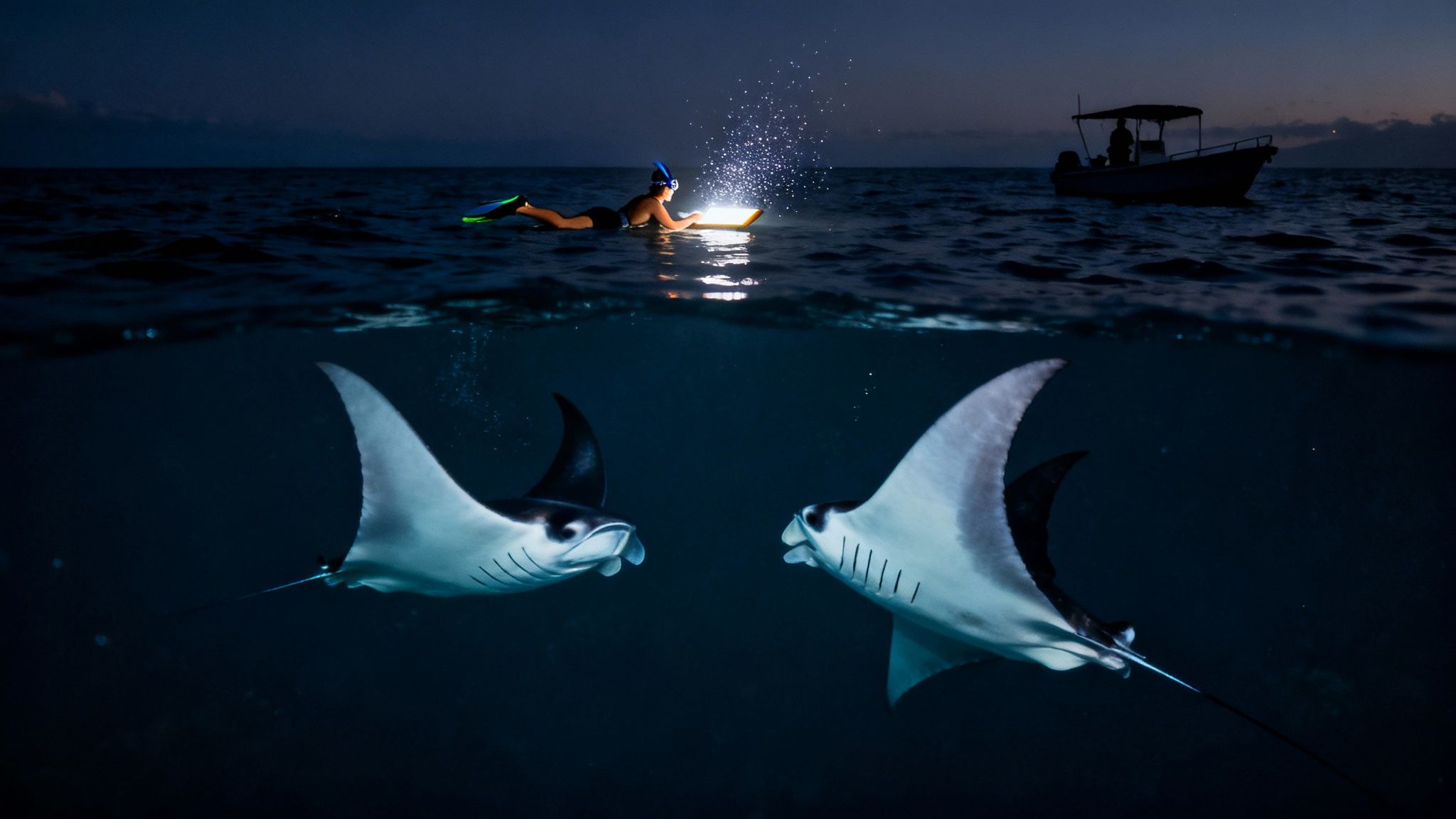 Night snorkeling adventure with a person using a light to observe two majestic manta rays.
