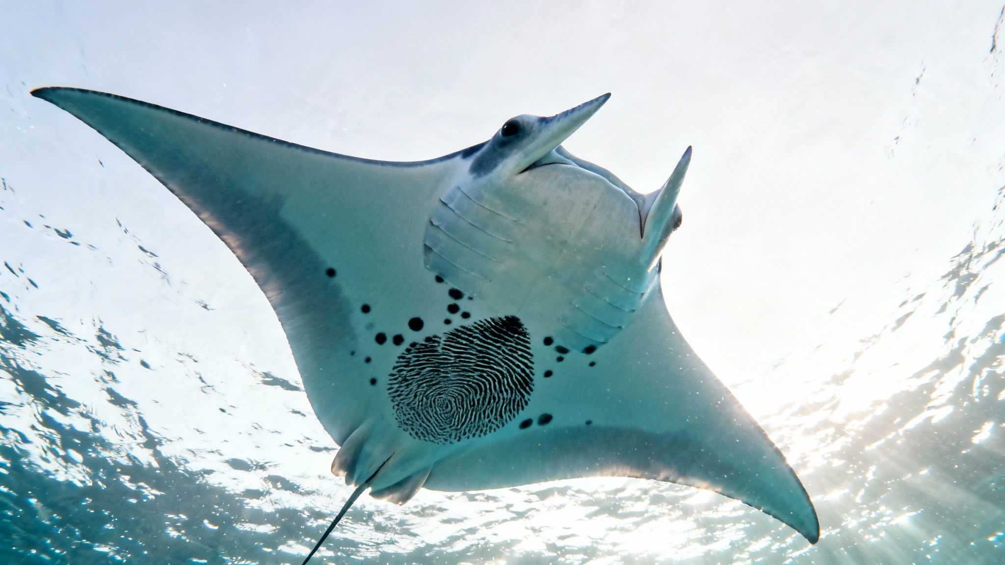 A large manta ray with unique belly markings swims gracefully underwater, backlit by sunlight.