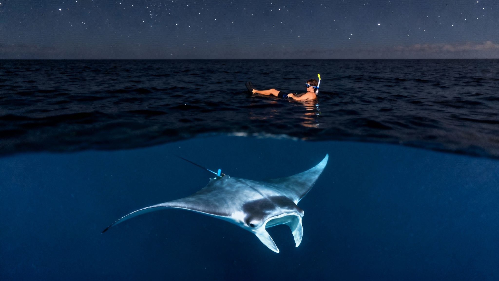 Graceful manta ray swimming in the dark waters of Kona at night.