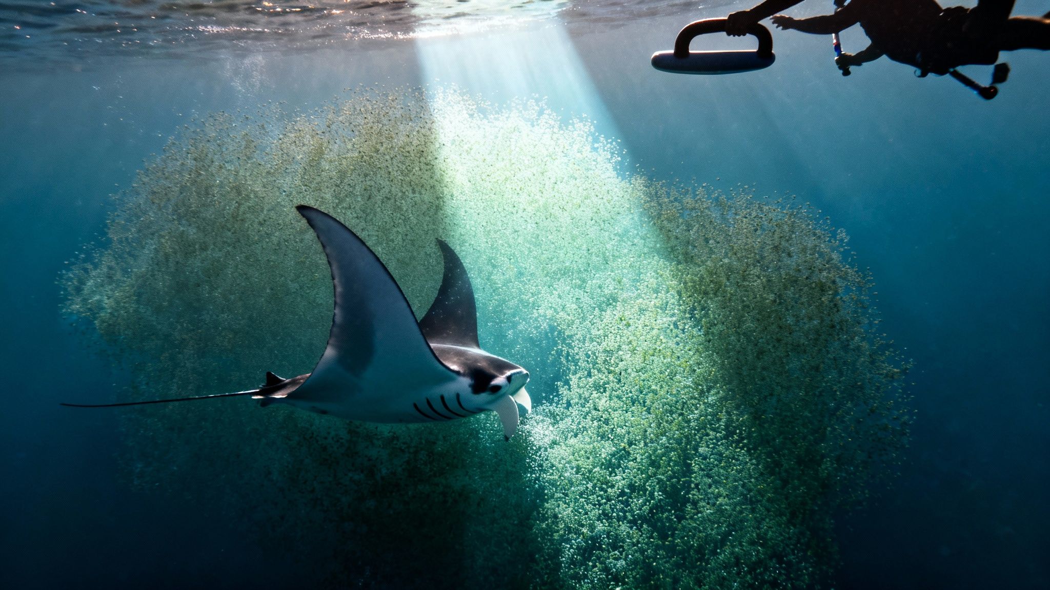 A majestic manta ray swims through a dense school of small fish under sunlit ocean waters, with a snorkeler above.