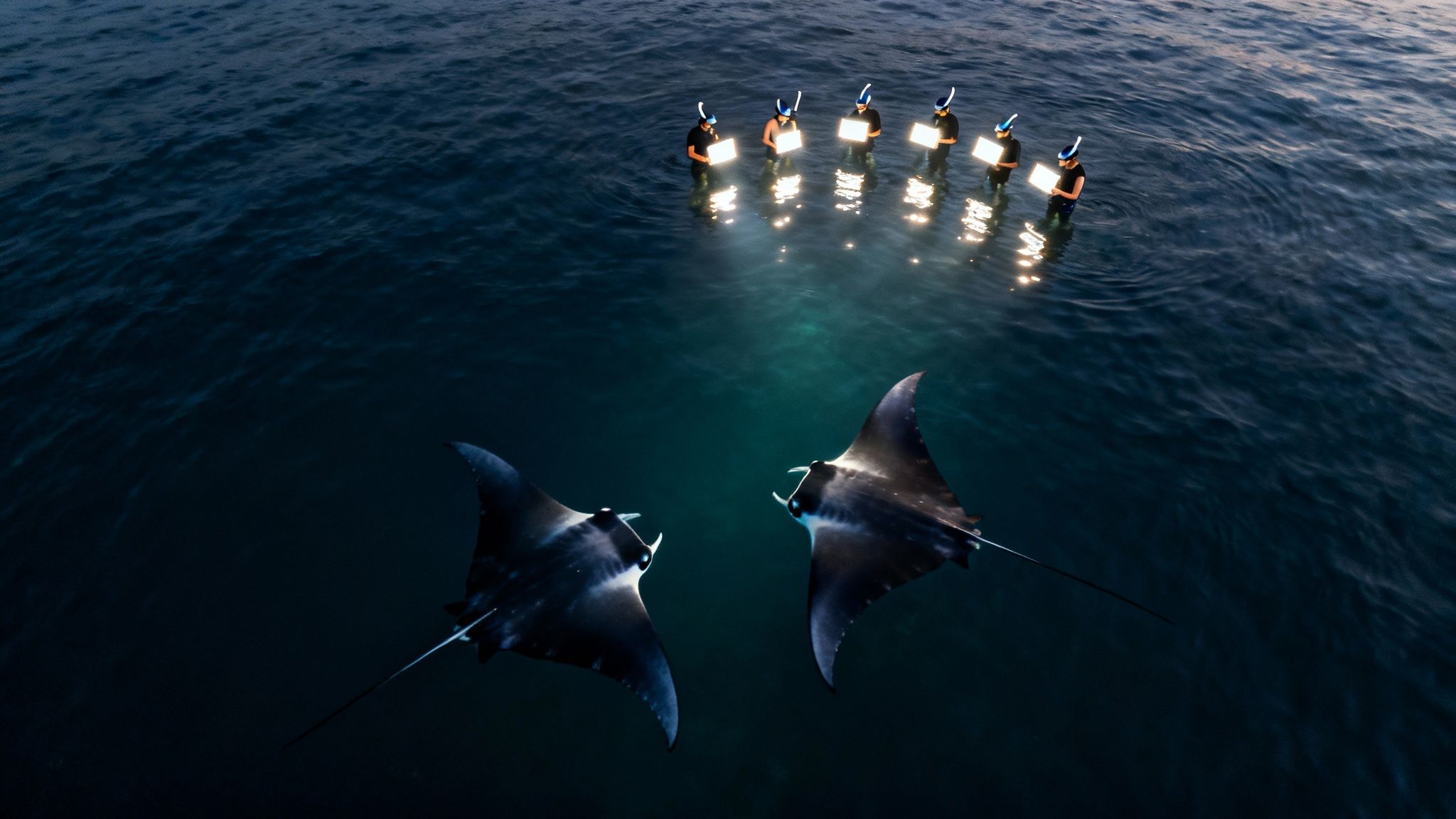 Two majestic manta rays swim gracefully towards snorkelers illuminating the dark ocean with bright lights.