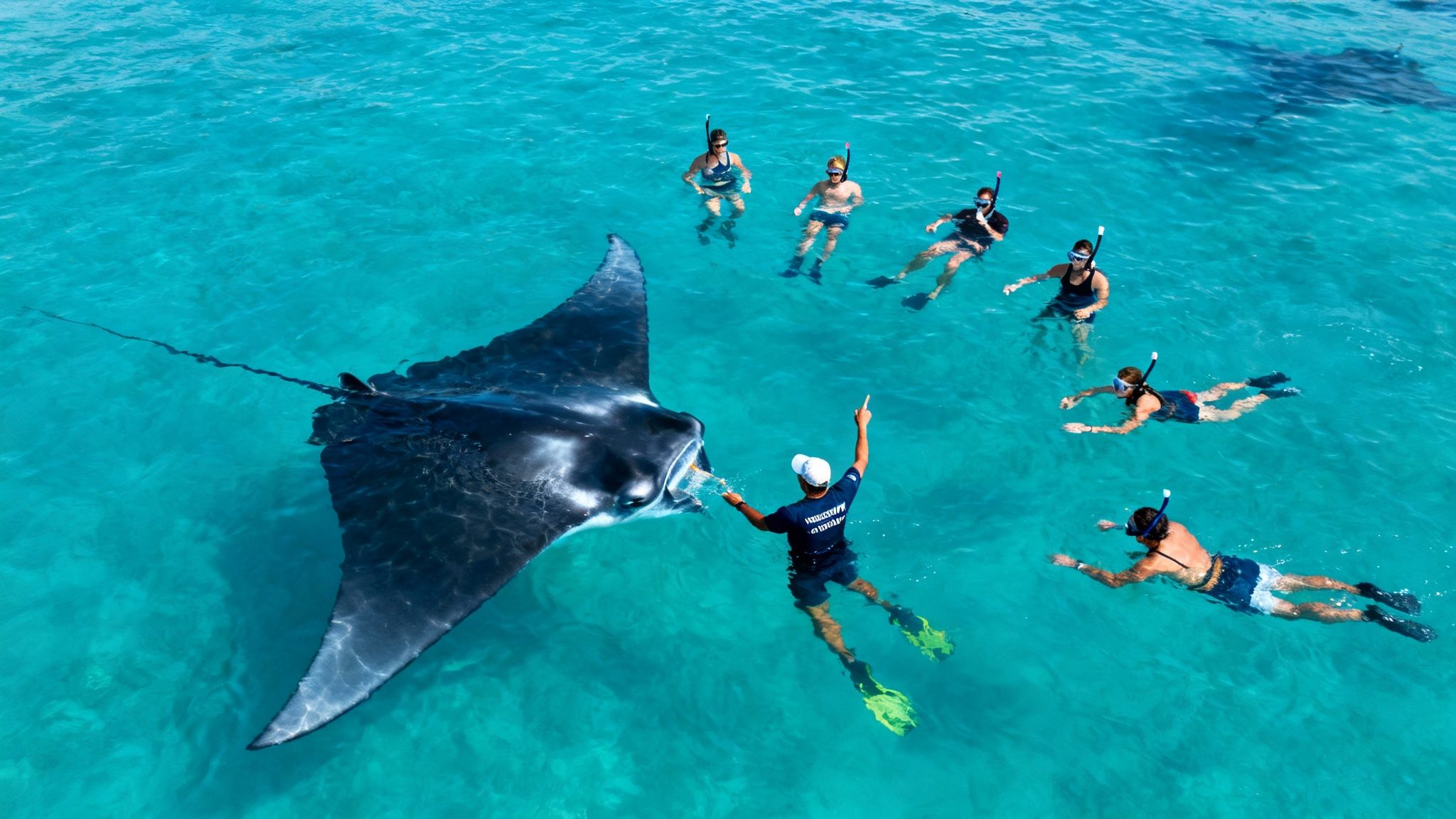 People snorkel in clear blue water, watching a guide feed a large manta ray.