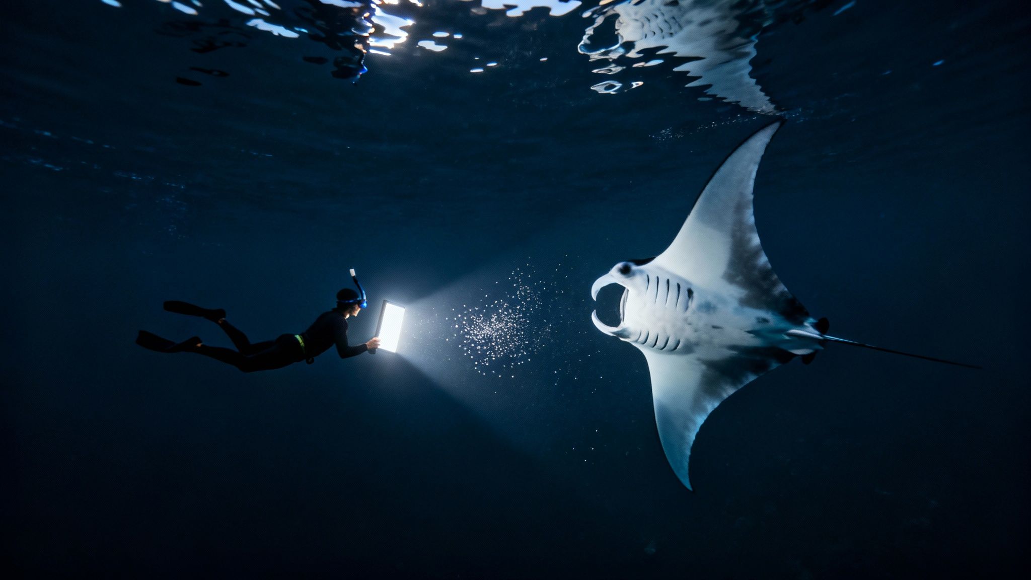 Snorkelers holding onto a floating light board watching a manta ray glide underneath them.