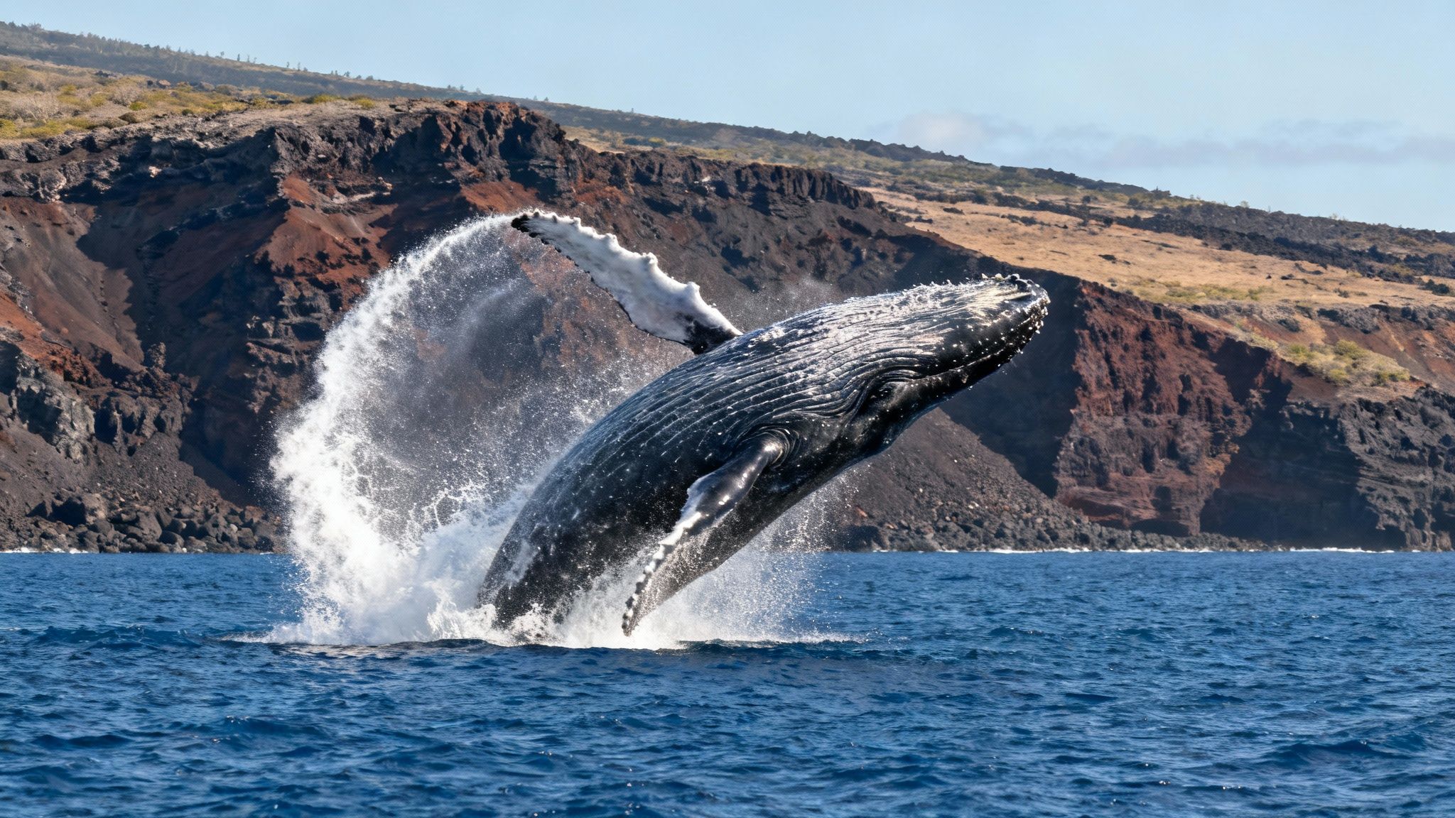 A humpback whale breaches spectacularly near the Big Island's coastline.