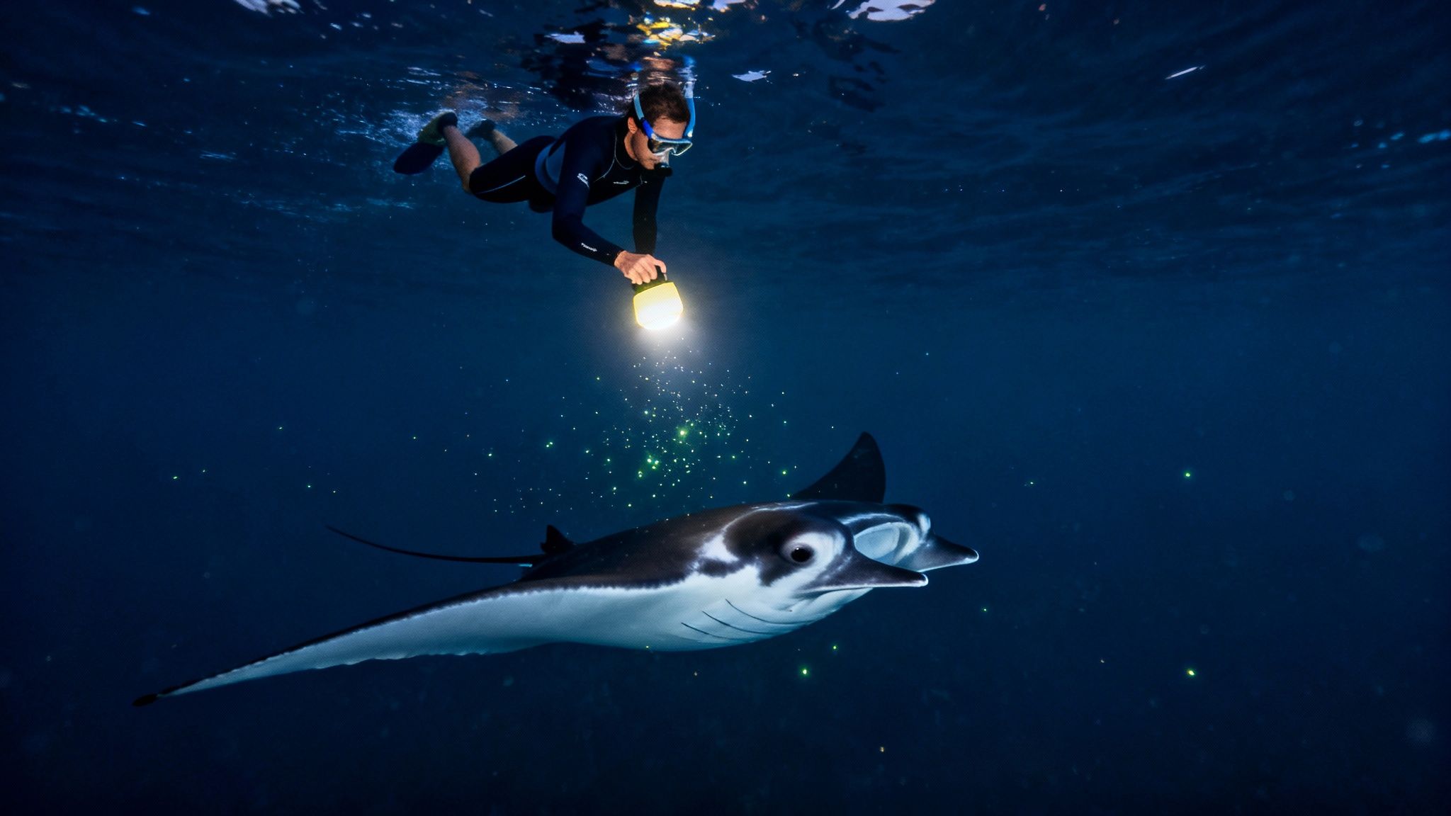 Manta Ray Kona Tour: manta ray kona tour Night Snorkel