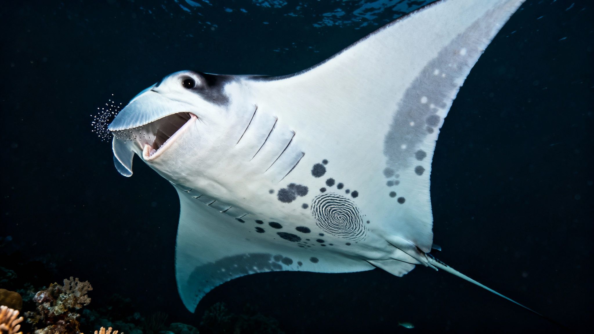 A majestic manta ray glides through dark water at night, mouth open for feeding.