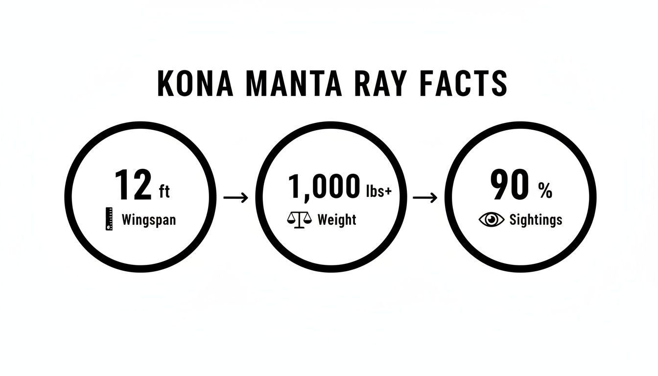 Infographic displaying Kona manta ray facts: 12 ft wingspan, 1,000+ lbs weight, and 90% sightings.
