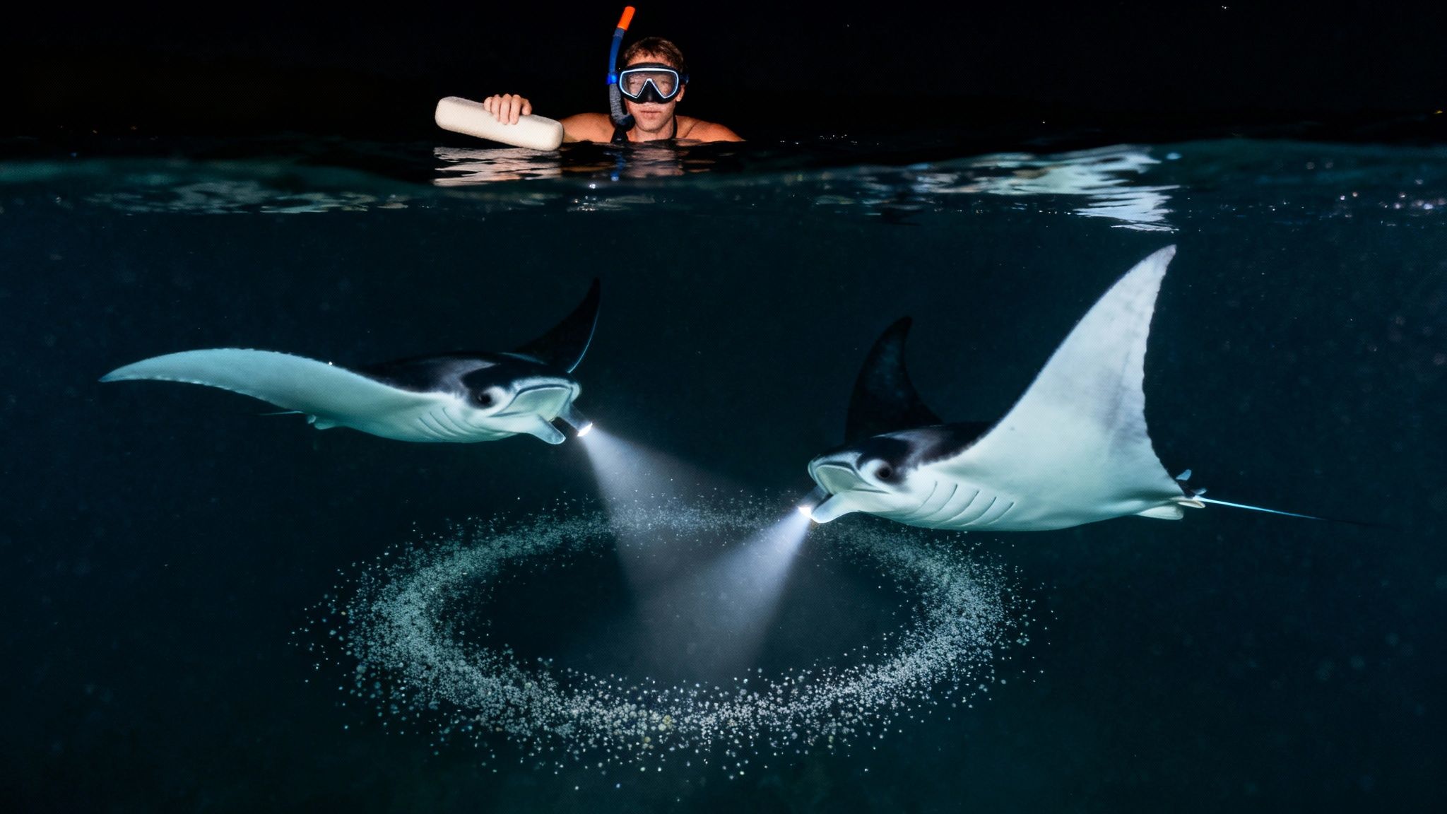 A snorkeler respectfully observing a manta ray from a distance.