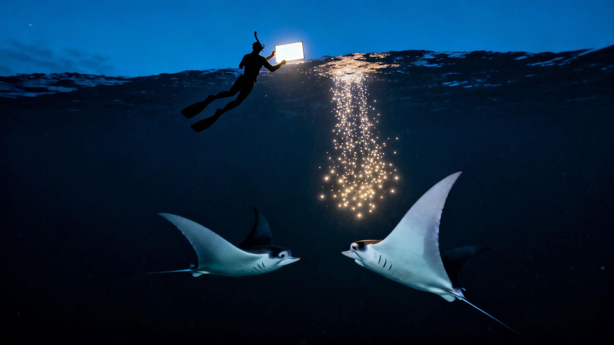 Big Island: big island manta ray night snorkel - Guide