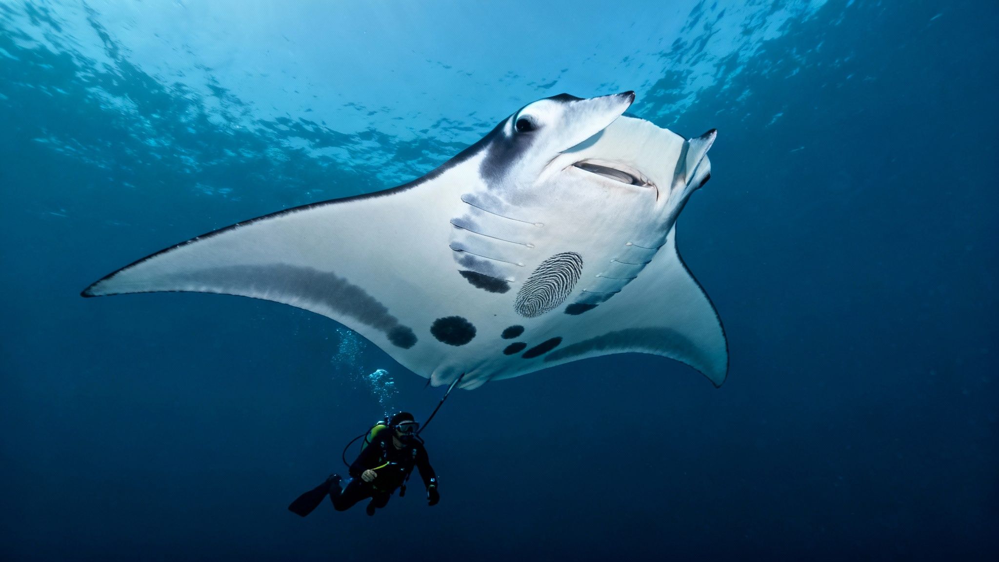 A magnificent manta ray gracefully swims above a diver in the deep blue ocean.