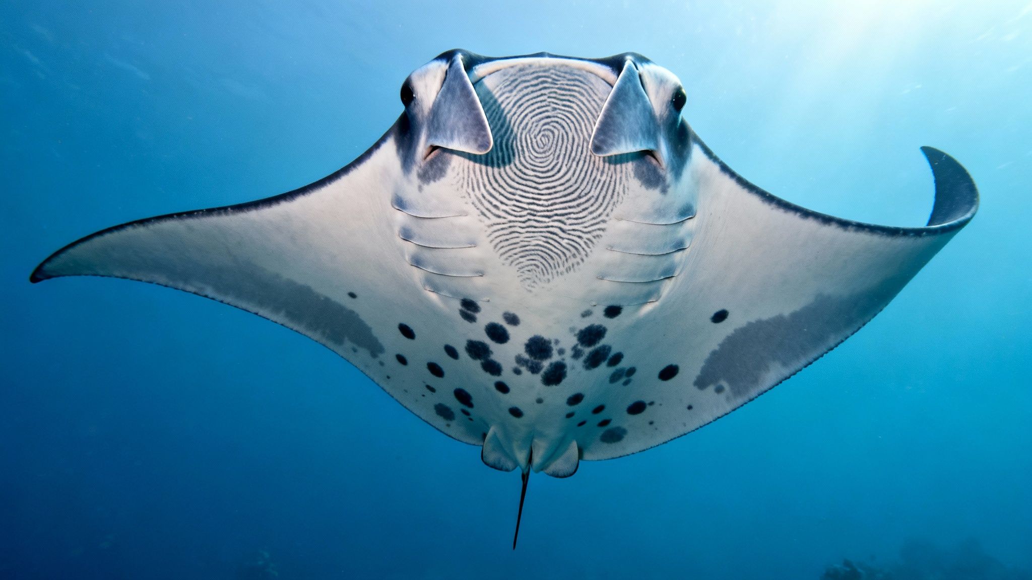 A close-up, frontal view of a majestic manta ray swimming underwater, revealing its unique belly patterns.