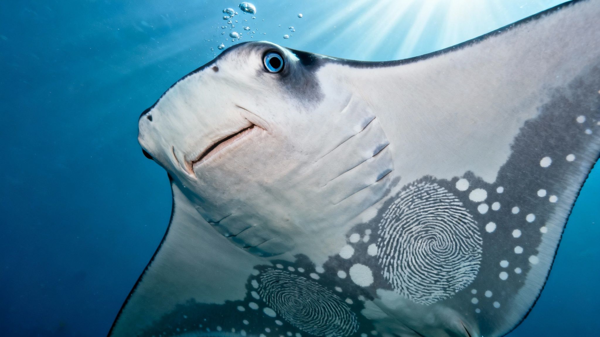 Close-up of a manta ray with striking blue eyes and unique, swirling patterns on its underside.