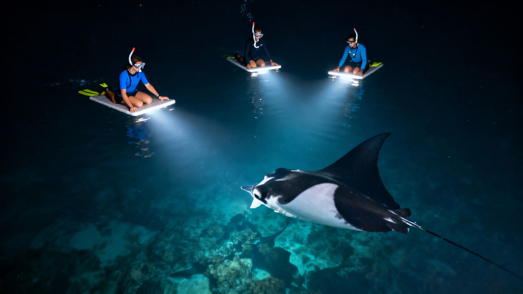 Three people night snorkeling on illuminated boards, watching a majestic manta ray in clear ocean.