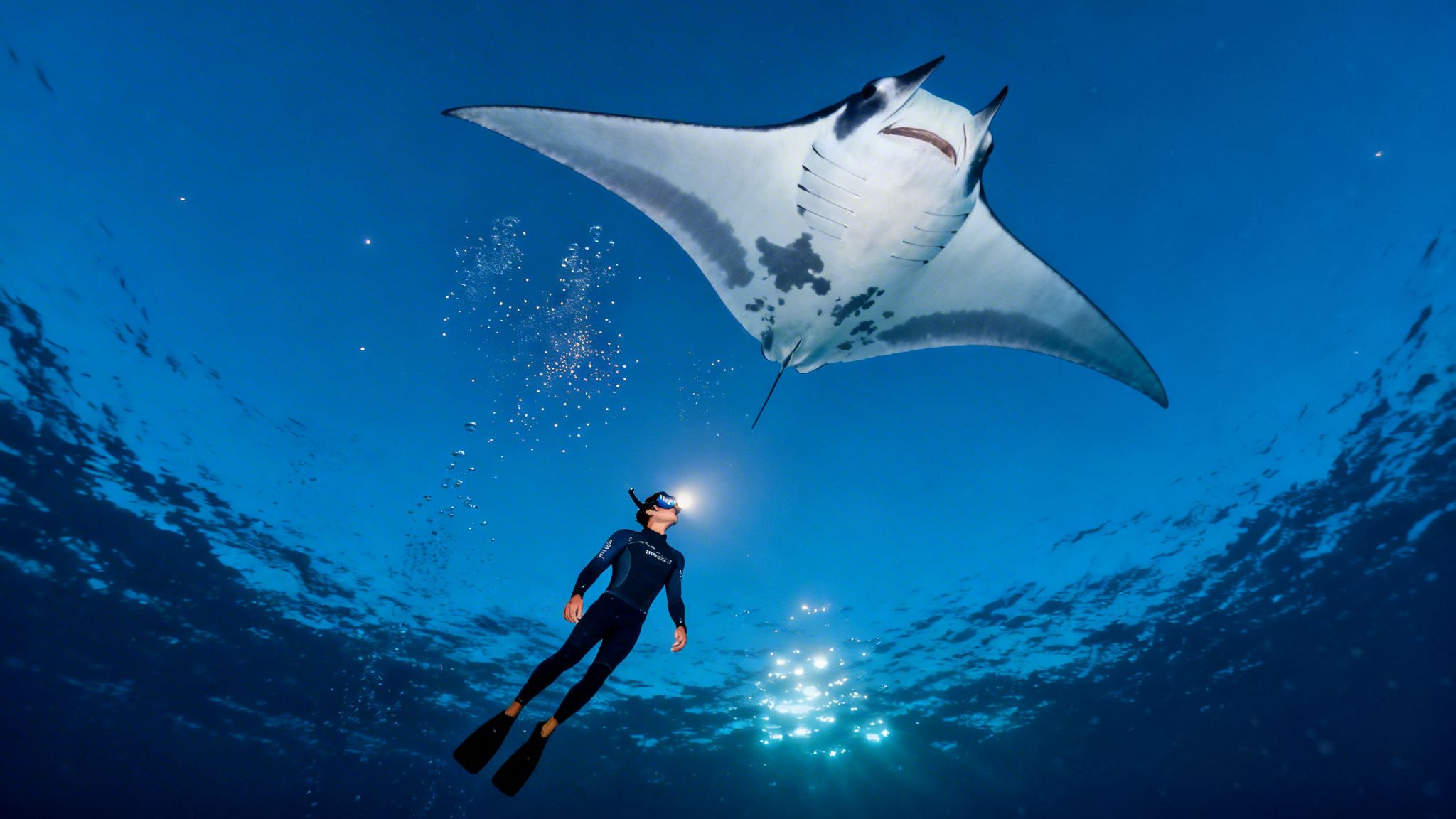 Kona Manta Ray Snorkel An Unforgettable Underwater Adventure