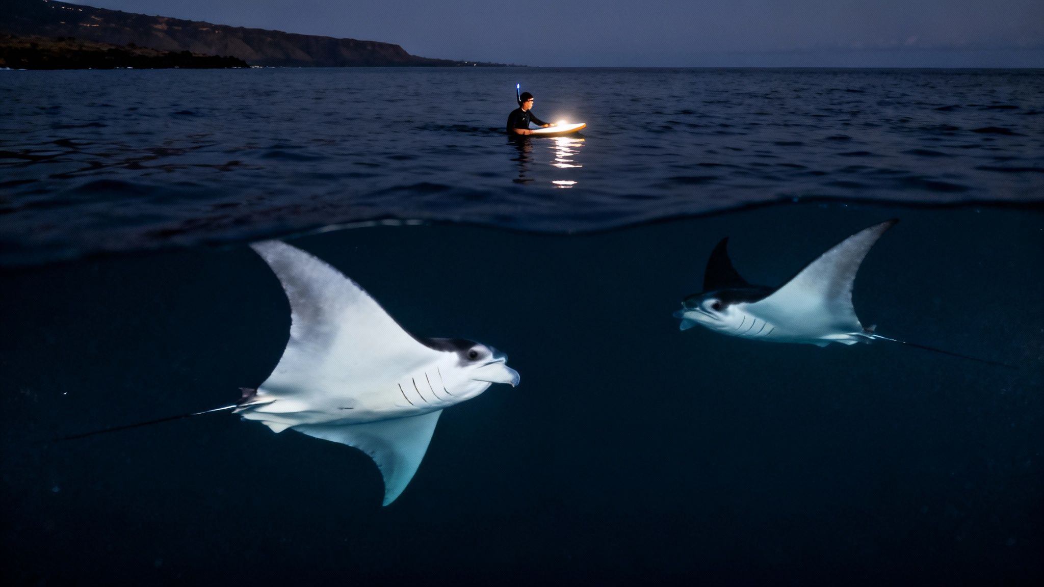 Graceful manta ray swimming in the illuminated water at night on the Big Island.