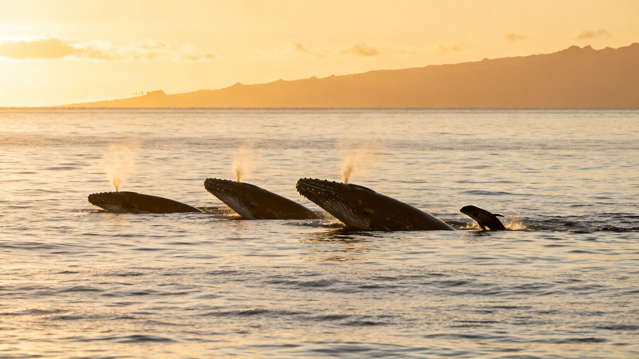 Three humpback whales surface at sunset, blowing spouts of water, with a small calf nearby and mountains in the background.
