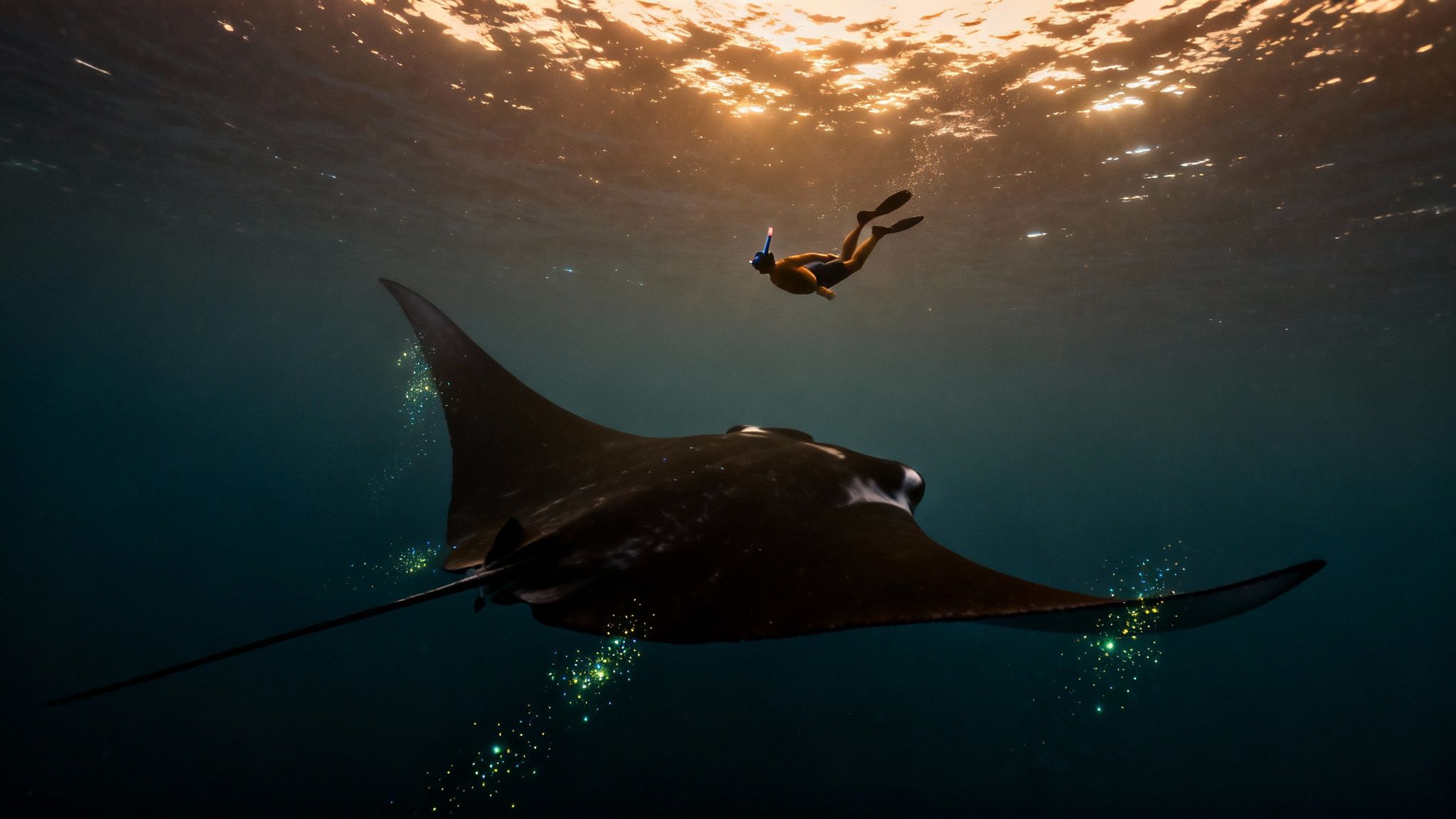 A snorkeler gracefully swims above a large manta ray in sunlit ocean waters, glowing specks around the ray.