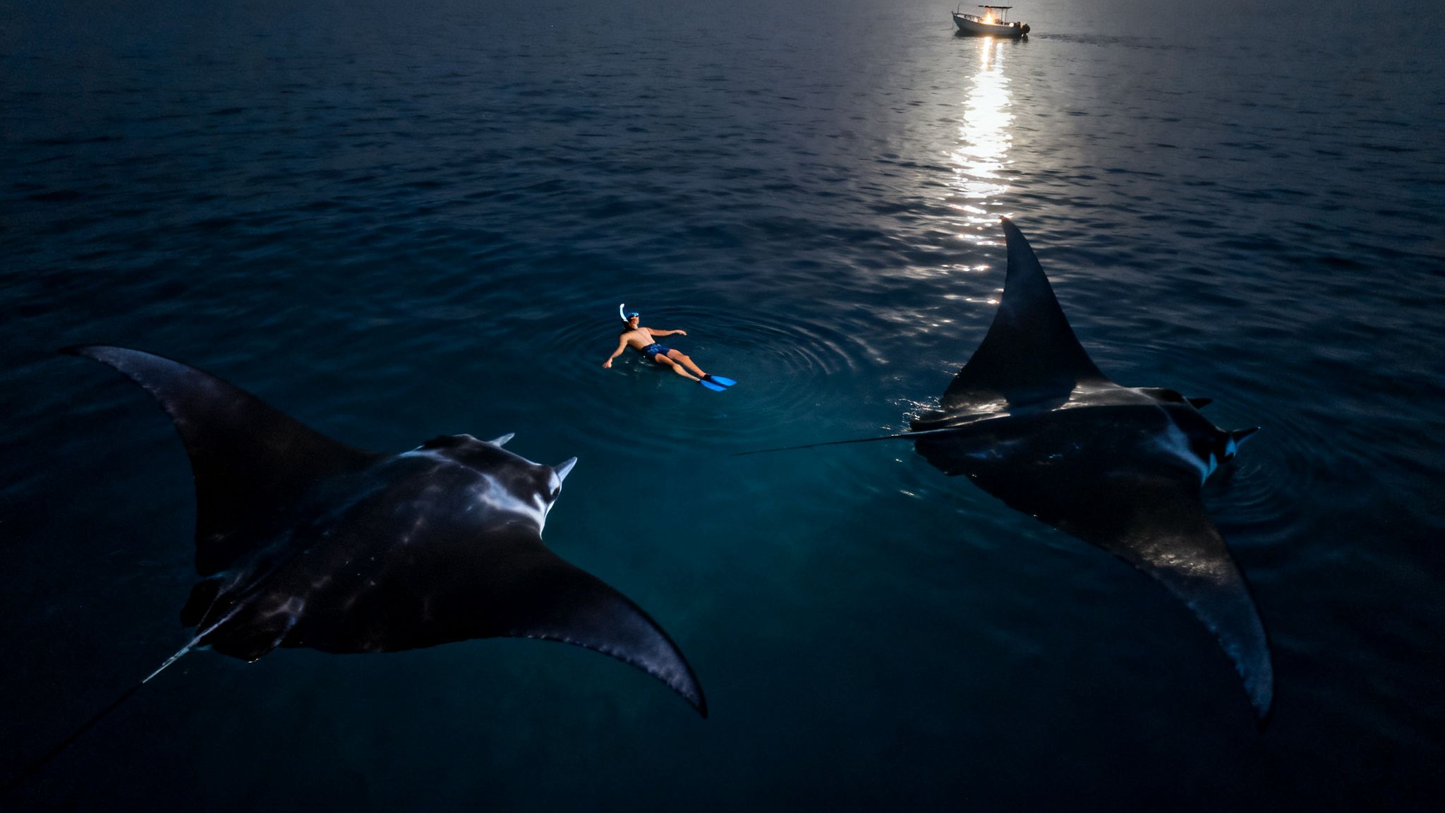 A person snorkeling at night in dark water, surrounded by two large manta rays, with a distant boat.