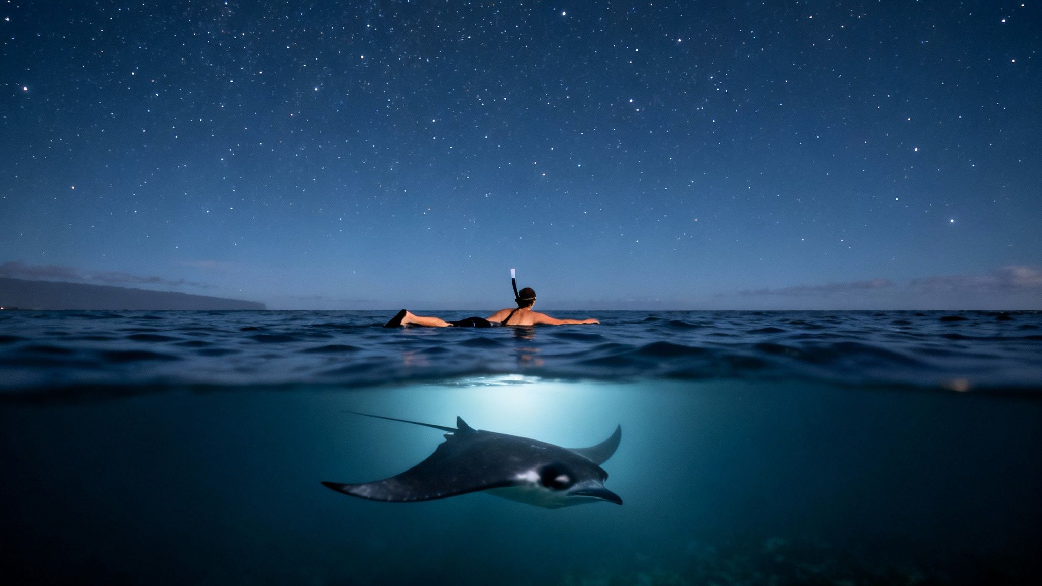 Graceful manta ray swimming in the ocean at night in Kona, Hawaii