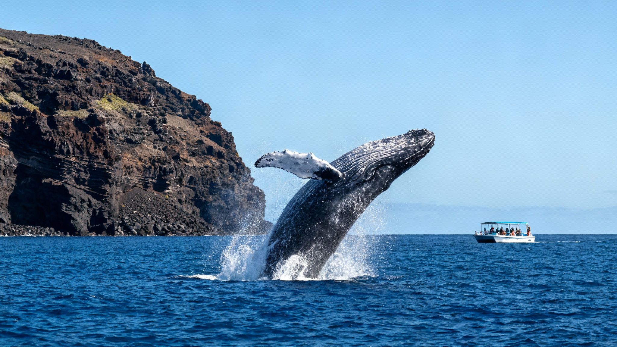 A majestic humpback whale breaches high out of the deep blue ocean, creating a large splash, with a rocky island and a distant tour boat under a clear sky.