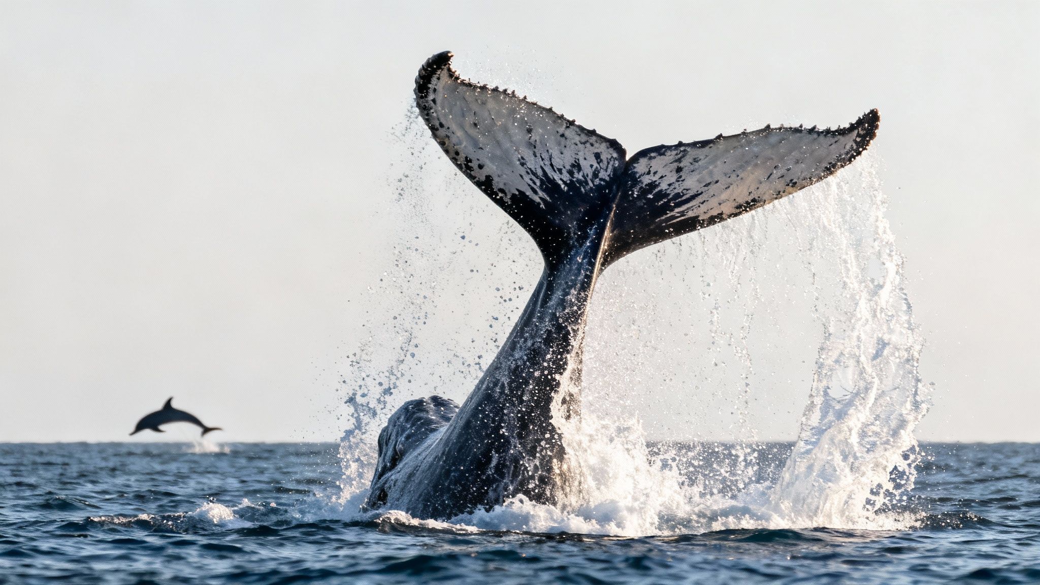 A magnificent humpback whale's tail breaches the ocean surface, creating a large splash, with a dolphin jumping in the distance.