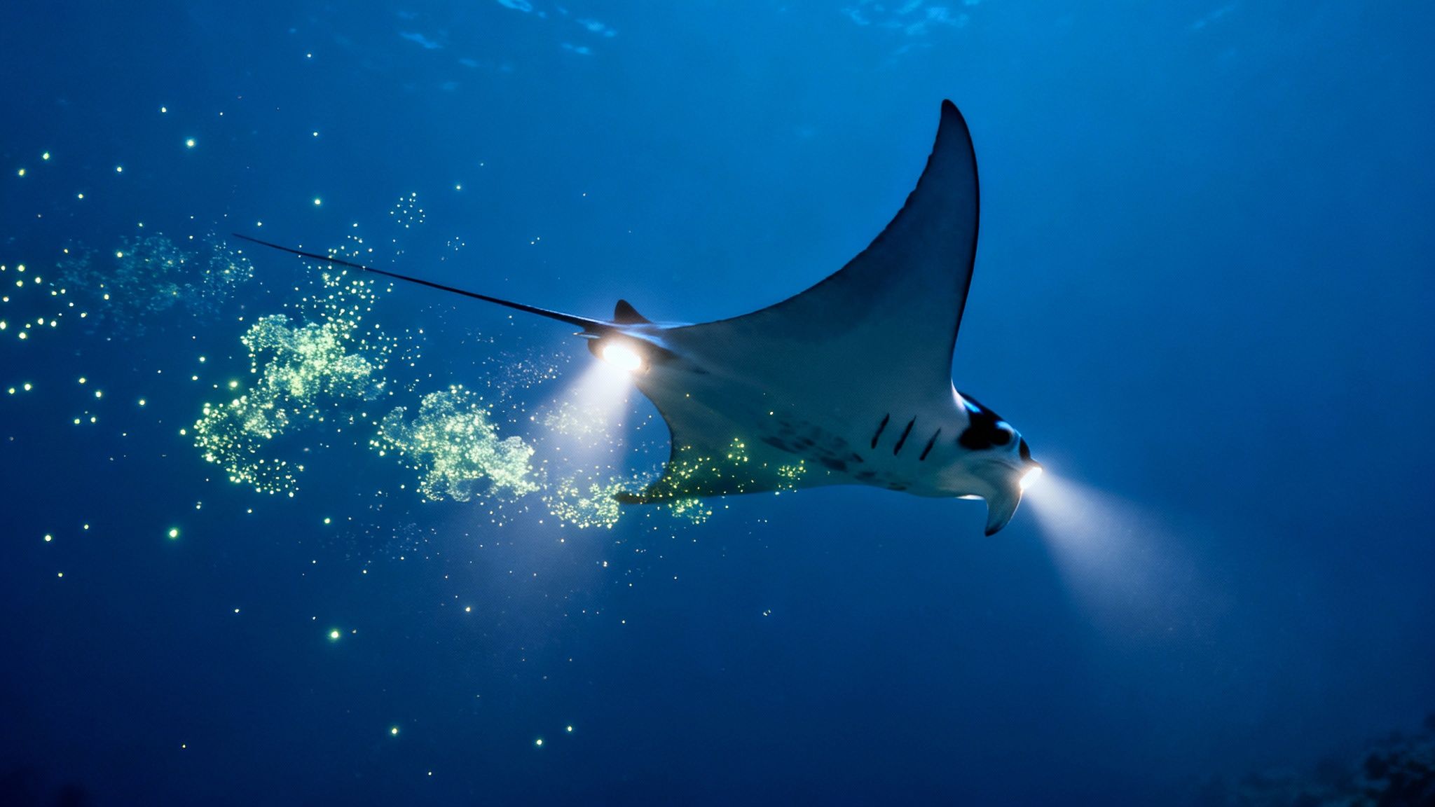 A majestic manta ray glows underwater at night, emitting light from its mouth and leaving a trail of bioluminescent particles.