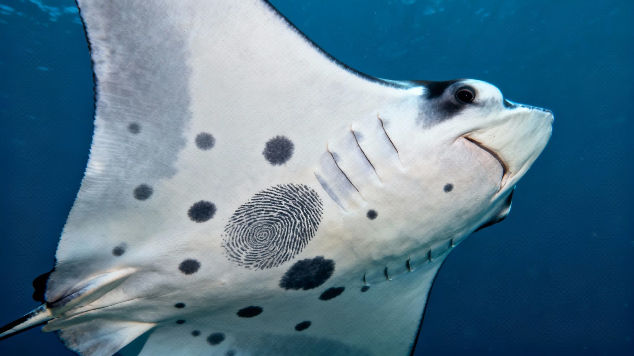 Close-up of a manta ray's spotted white belly and unique fingerprint-like marking underwater.