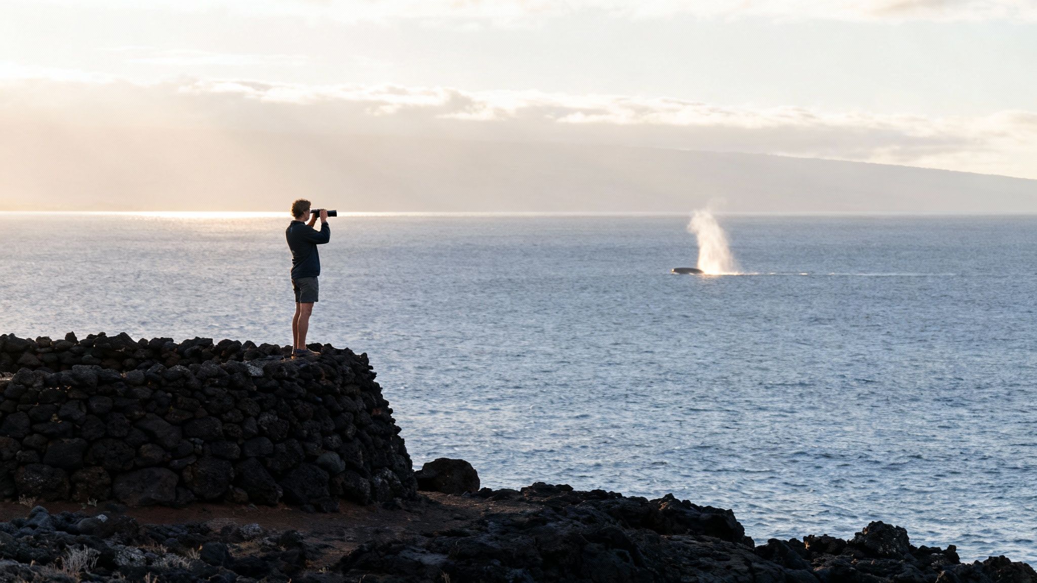 Person photographing humpback whale breaching in ocean waters off Hawaiian volcanic coastline at sunset