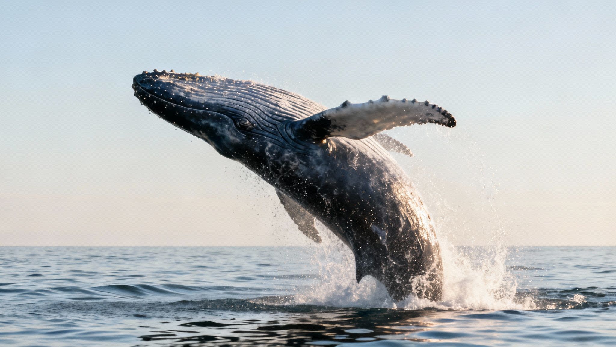 A majestic humpback whale breaches spectacularly from the ocean, creating a splash against a clear sky.
