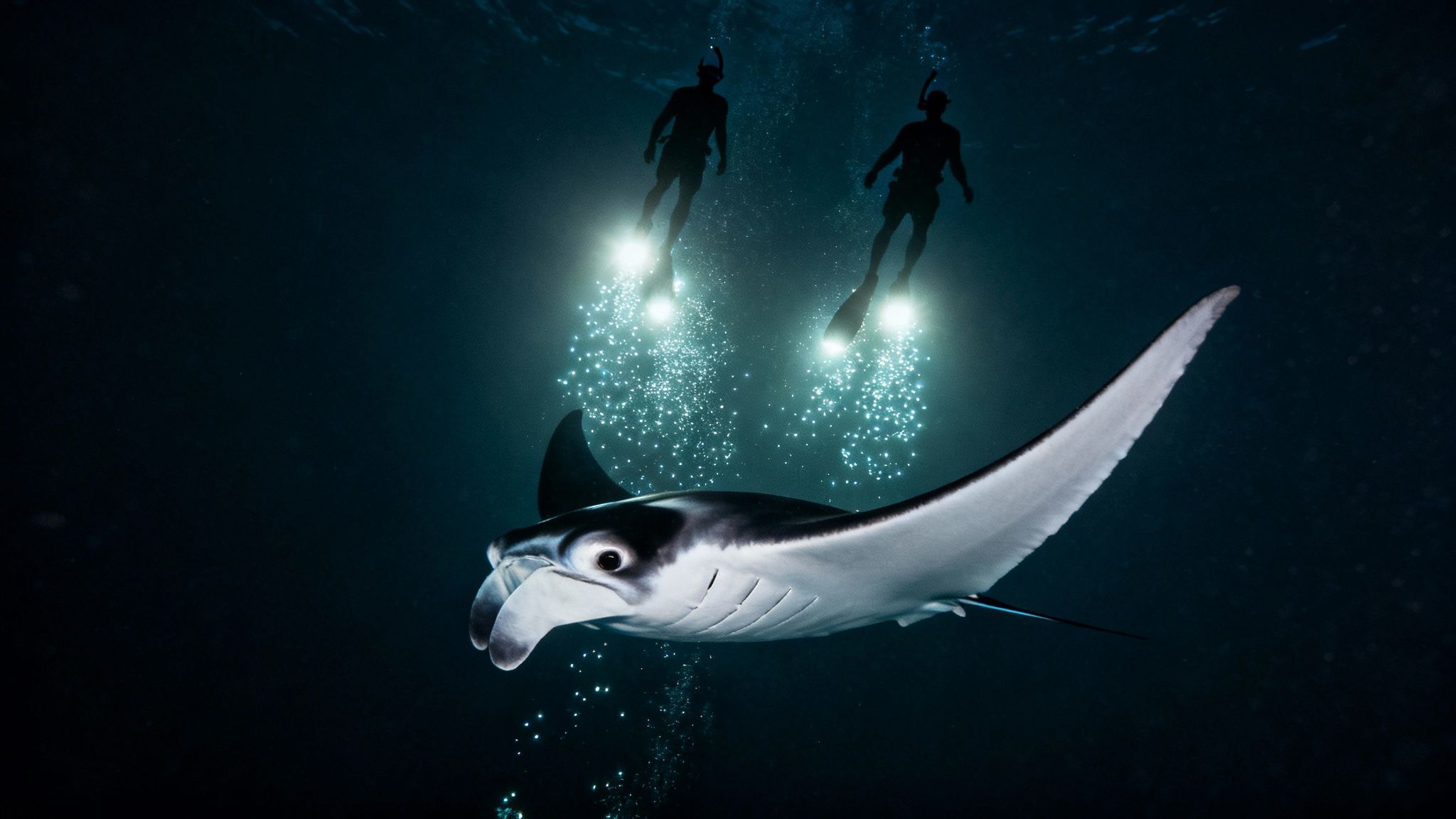Two snorkelers with bright lights illuminate a majestic manta ray swimming in dark waters.