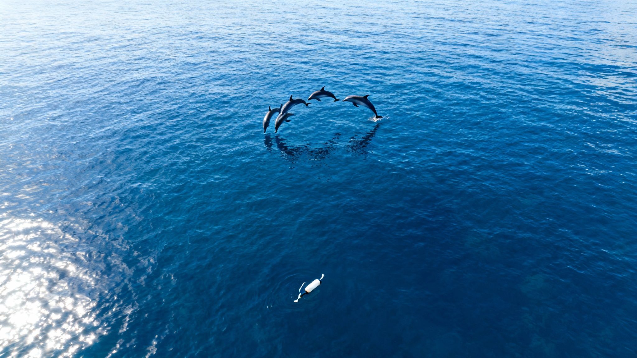 Four dolphins gracefully leap from the blue ocean water in a circular formation.