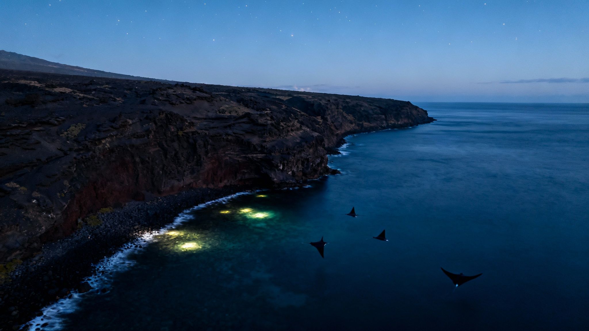 Aerial view of manta rays swimming near a dark, rugged volcanic coastline with illuminated waters at night.
