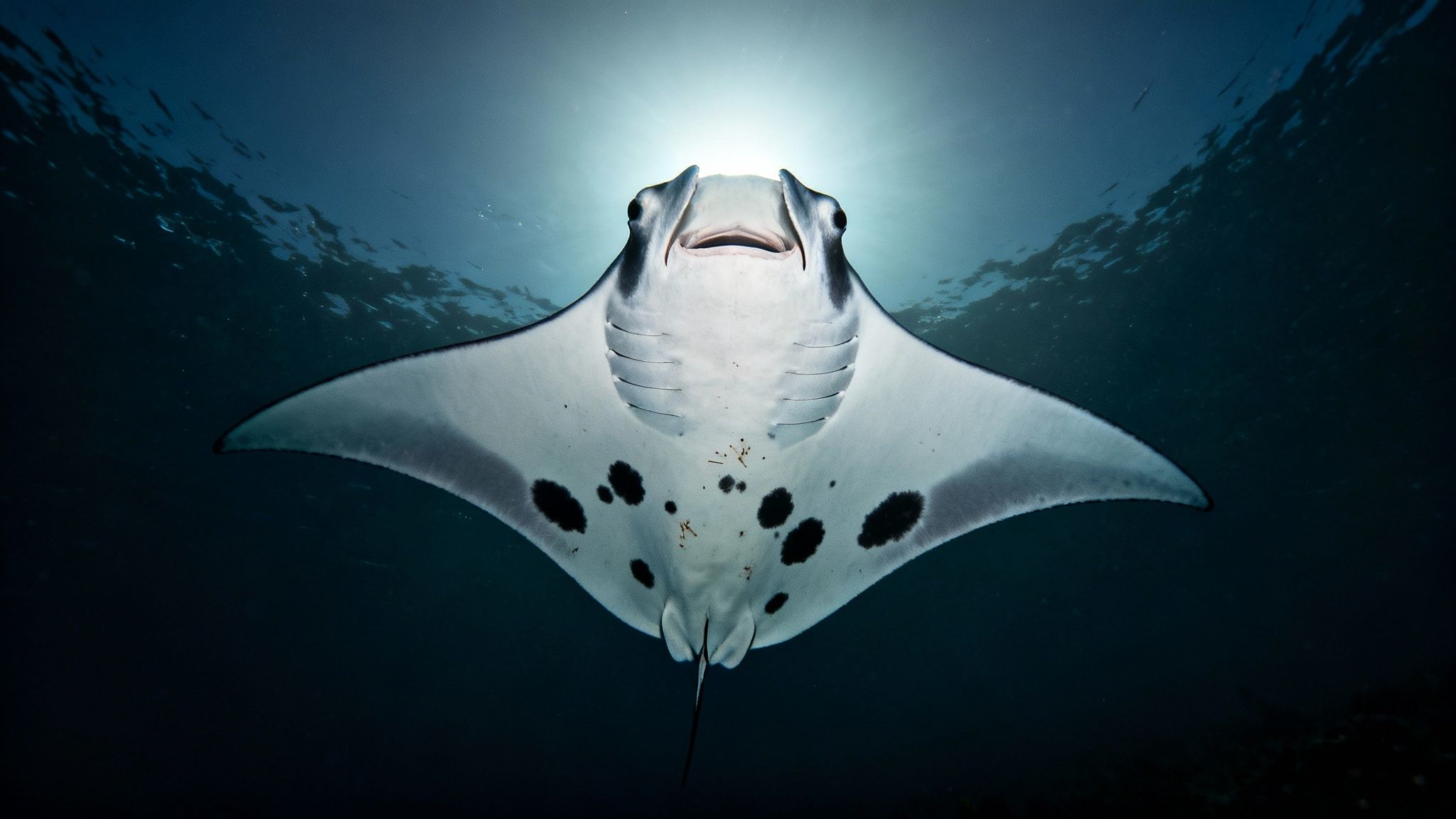 A majestic manta ray swimming gracefully underwater, seen from below against the bright surface.