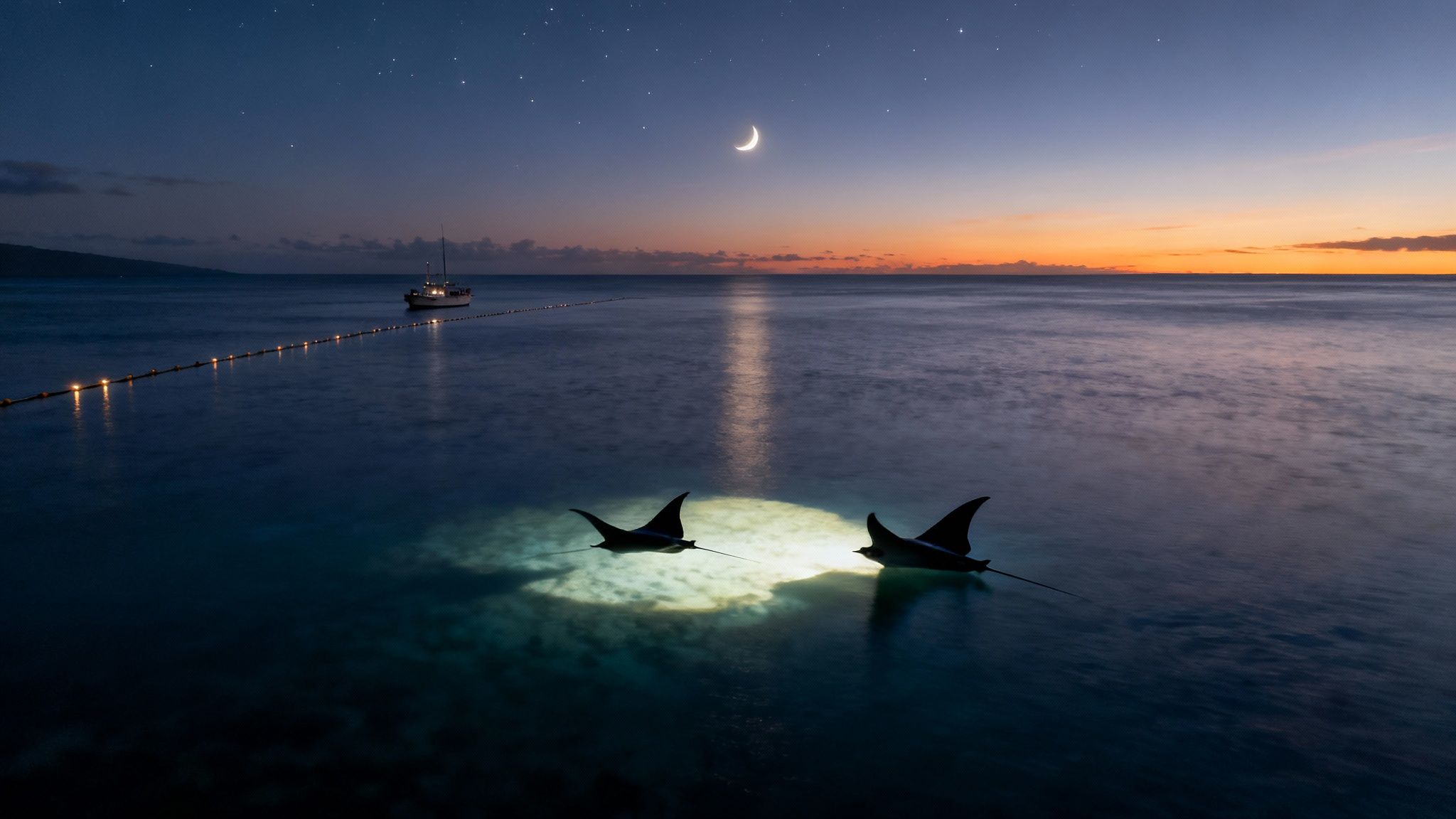 Two manta rays illuminated in clear ocean water at night, under a starry sky and crescent moon.