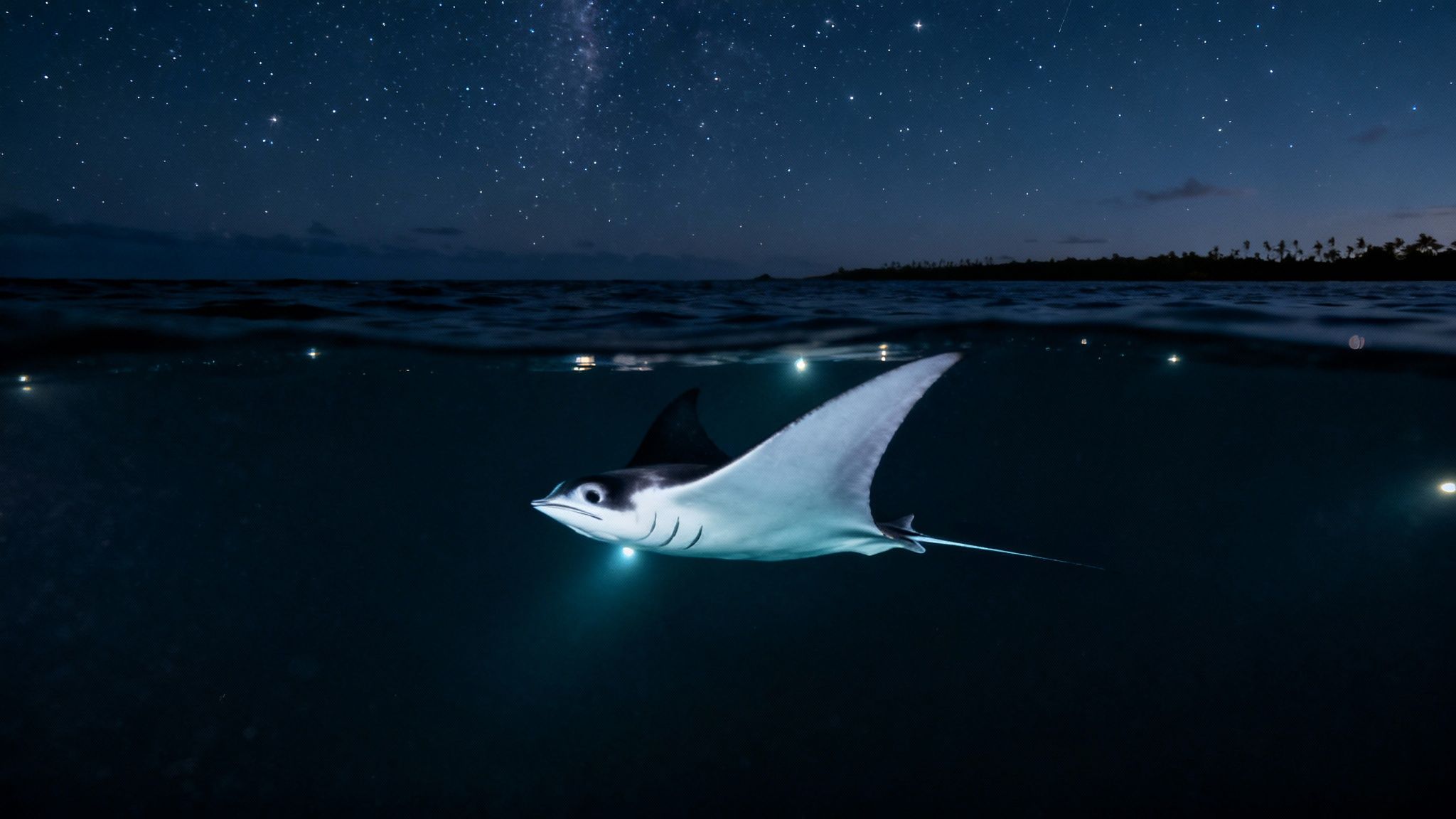 A majestic manta ray illuminated underwater at night, with a starry sky and island visible above the surface.
