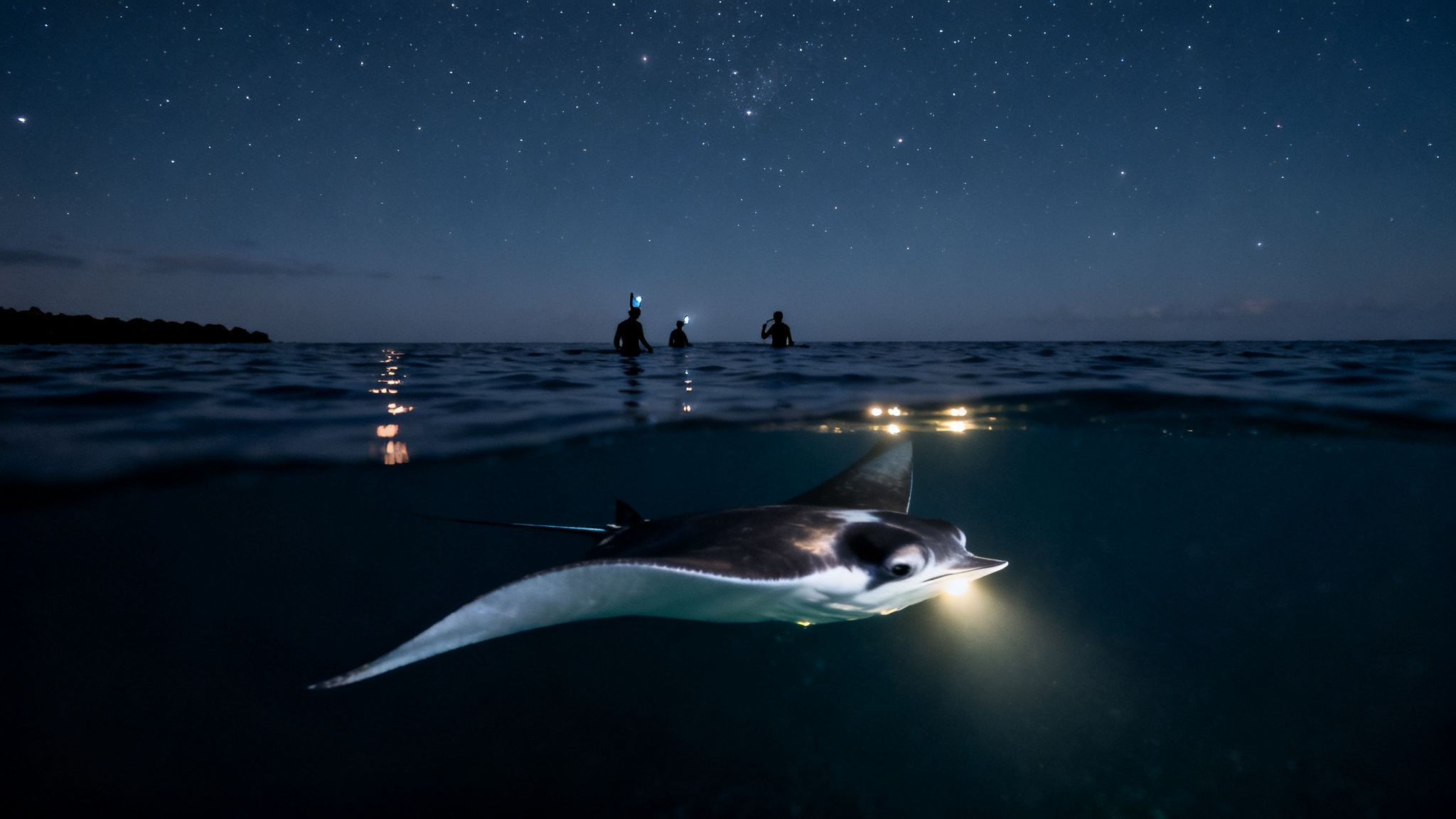 Manta ray illuminated underwater at night with three people in the sea and a starry sky.