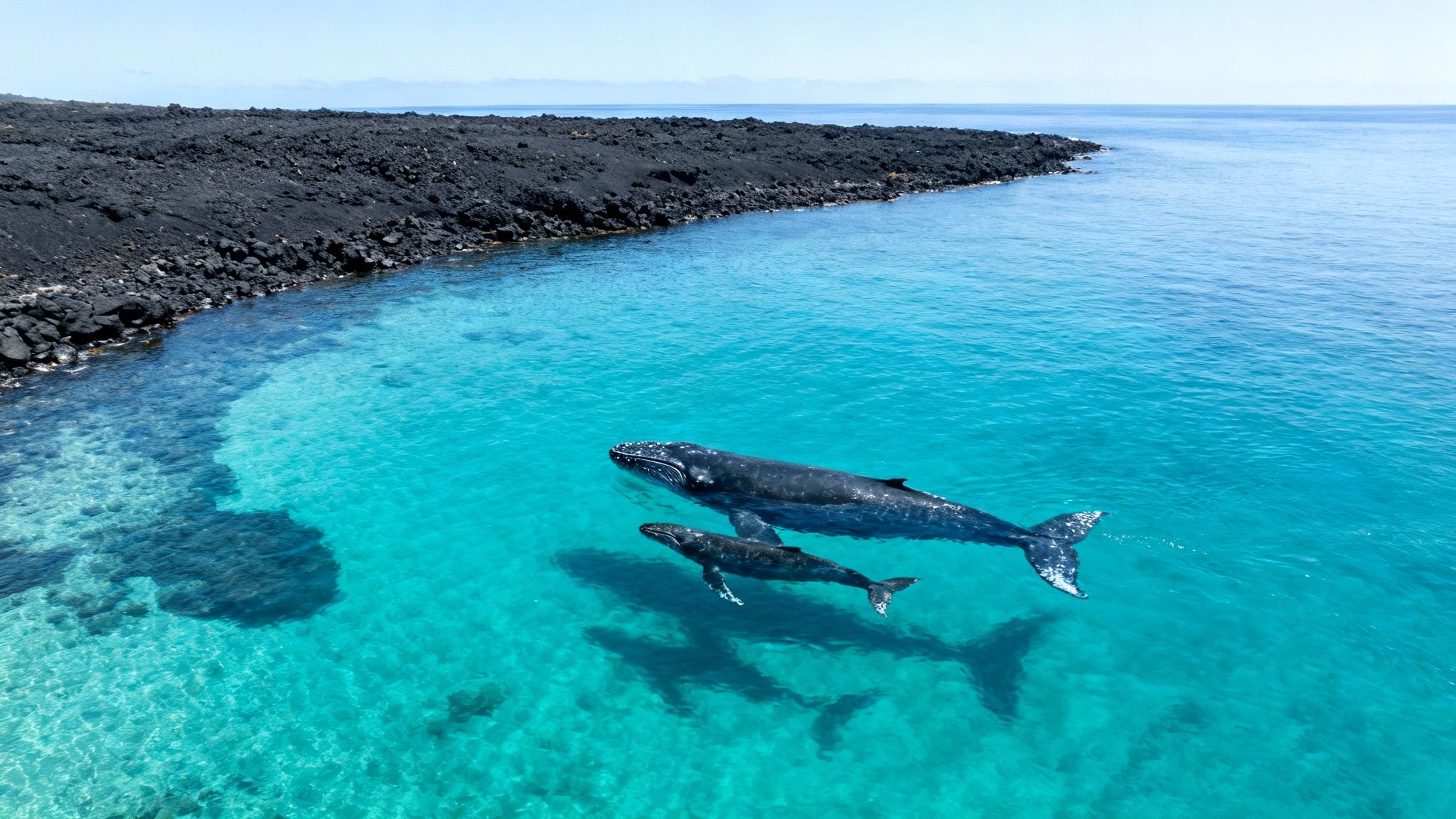 An adult and calf humpback whale swim in clear turquoise water alongside a black volcanic coastline.