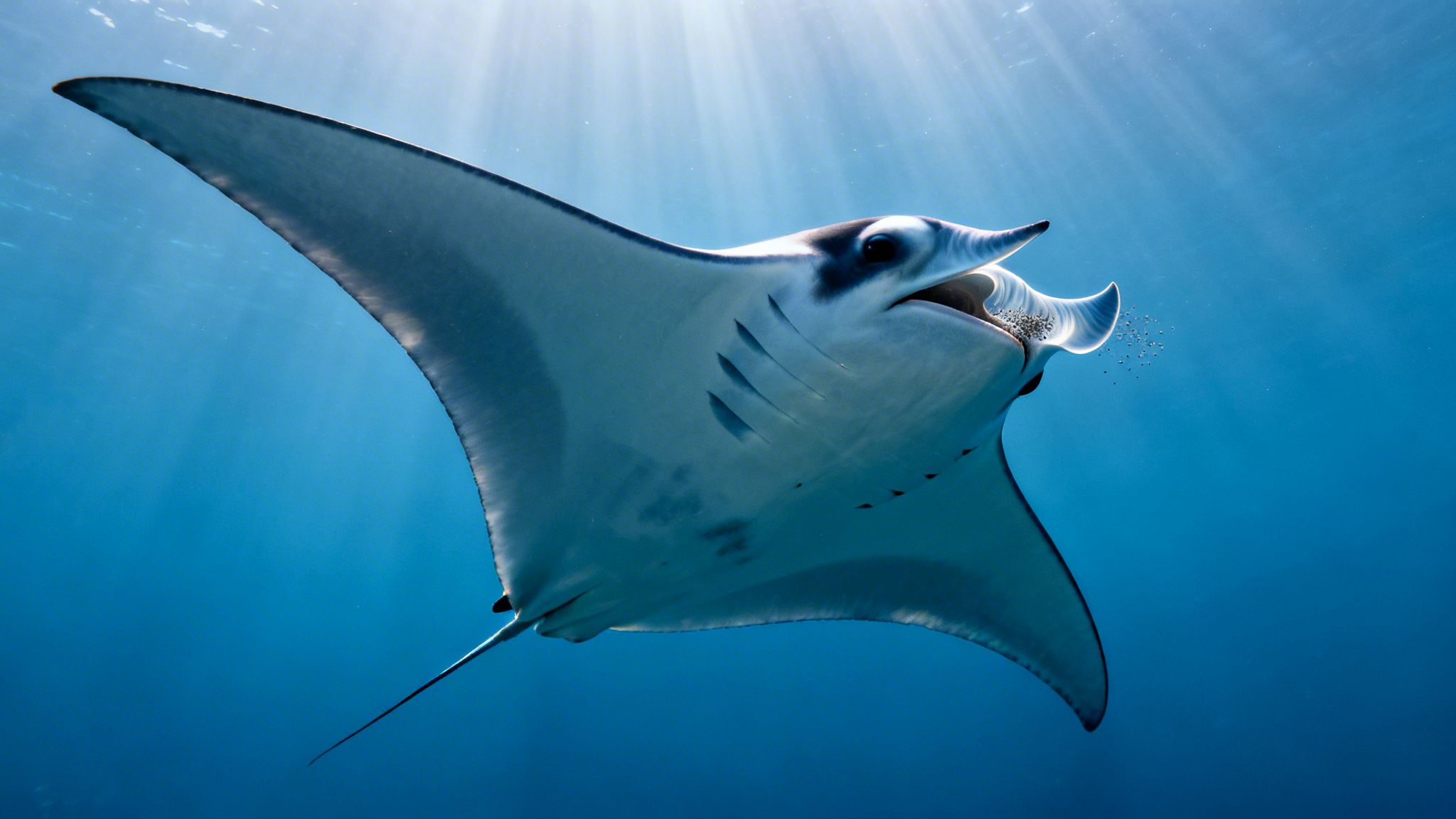 A majestic manta ray swims gracefully in clear blue ocean water, illuminated by sunbeams.
