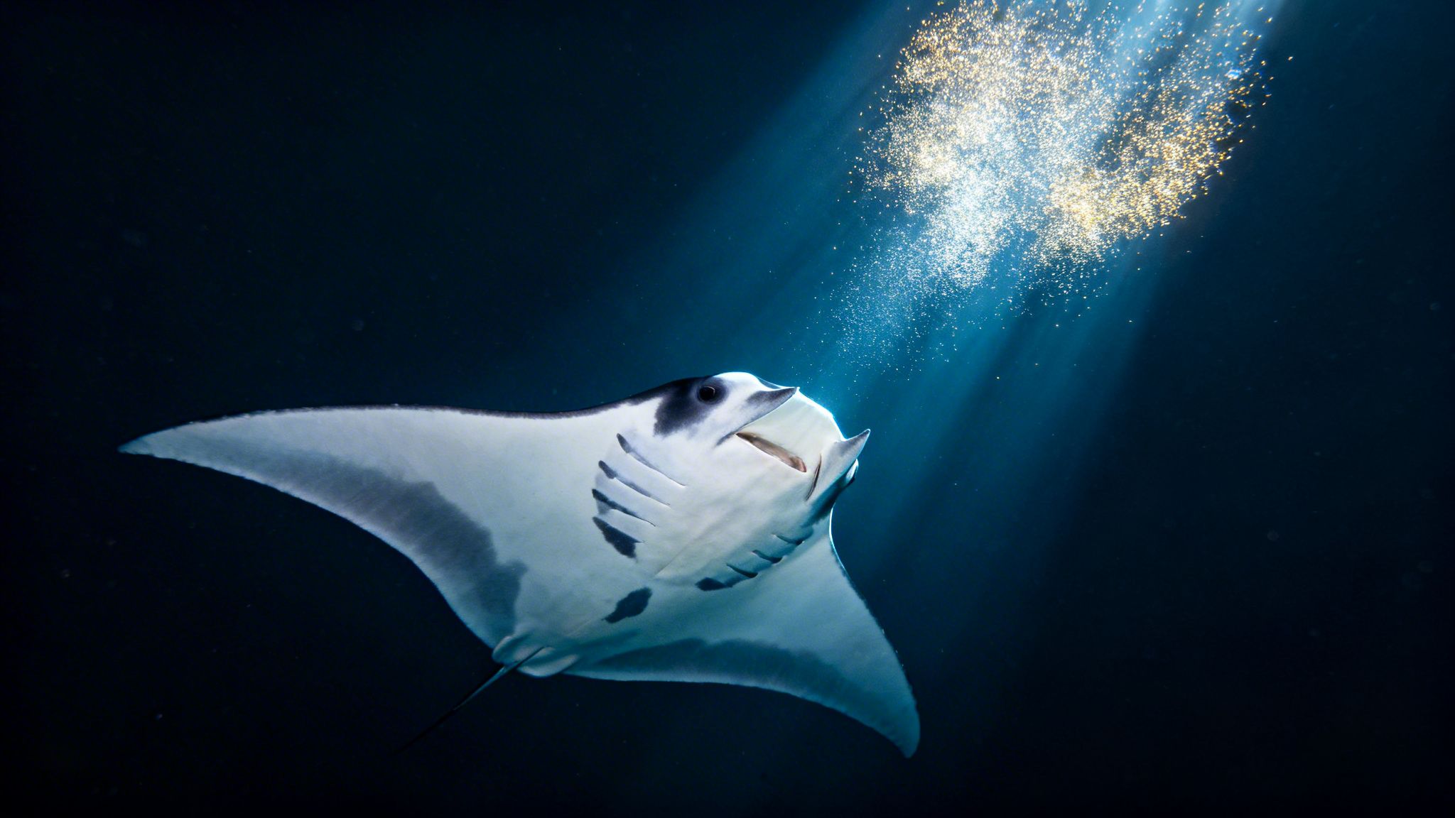 A majestic manta ray swims gracefully in dark ocean water, illuminated by sunlit rays and golden specks.